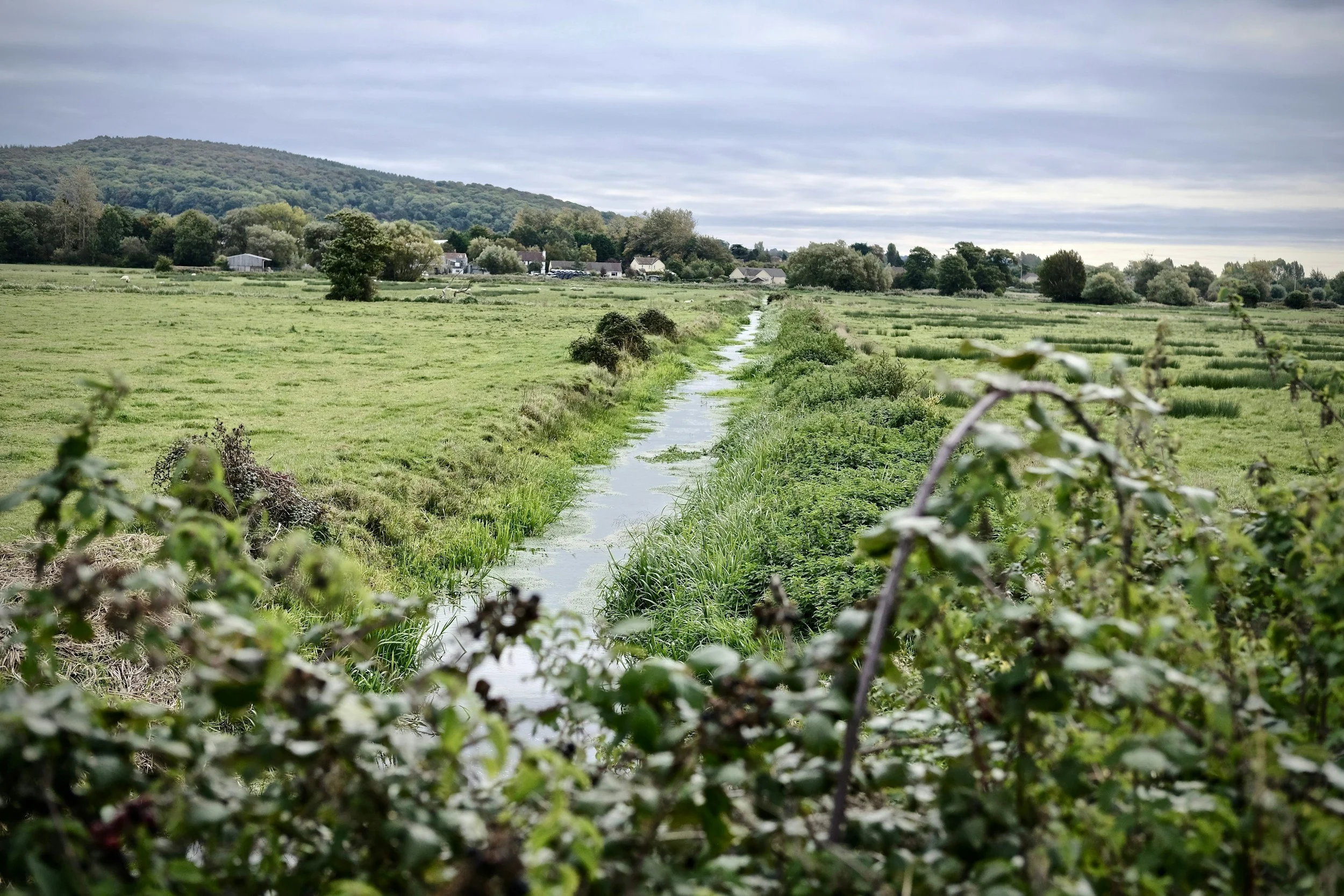 green farm fields with stream running between and buffer strips on one side of the stream