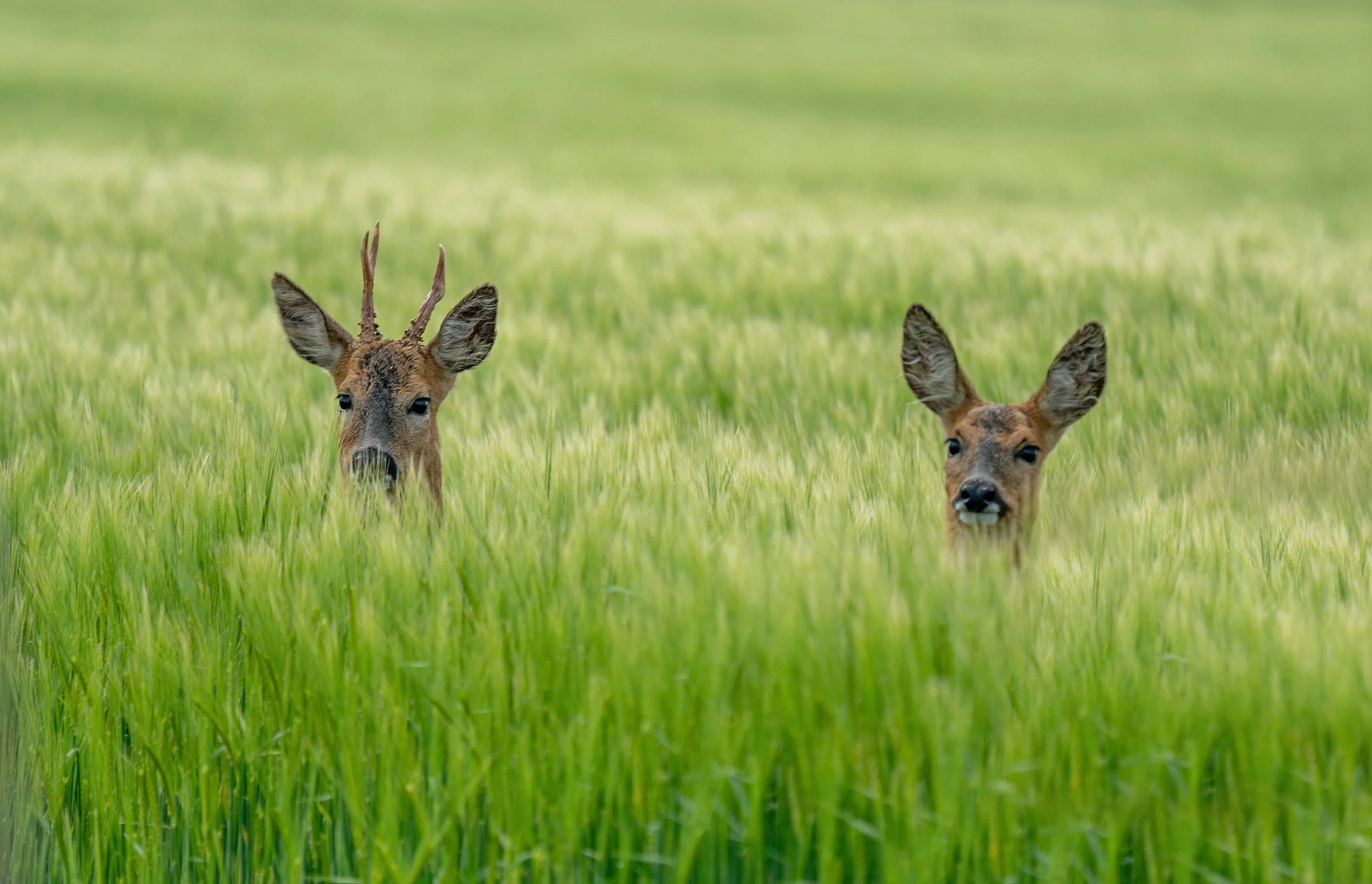 two deer peek their heads above light green wheatgrass in a field