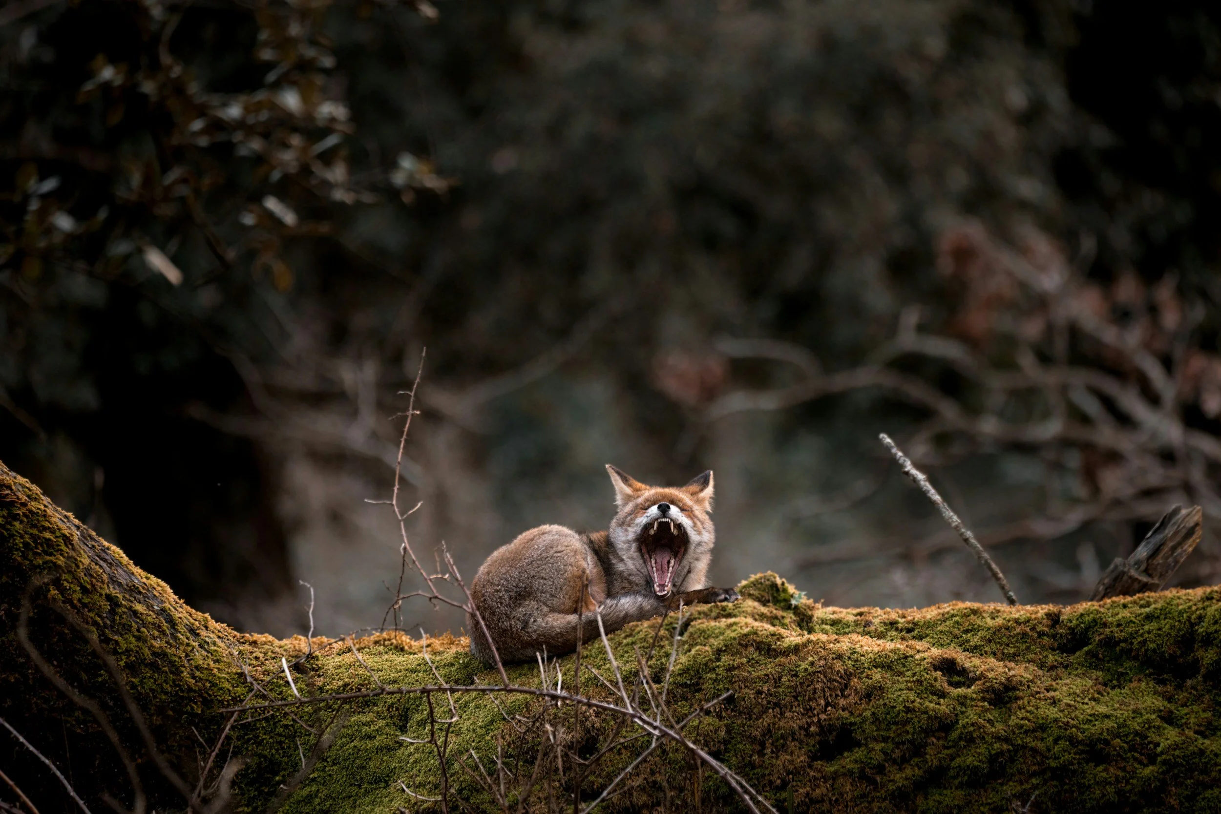 fox yawns mouth wide while resting on a mossy log in forest
