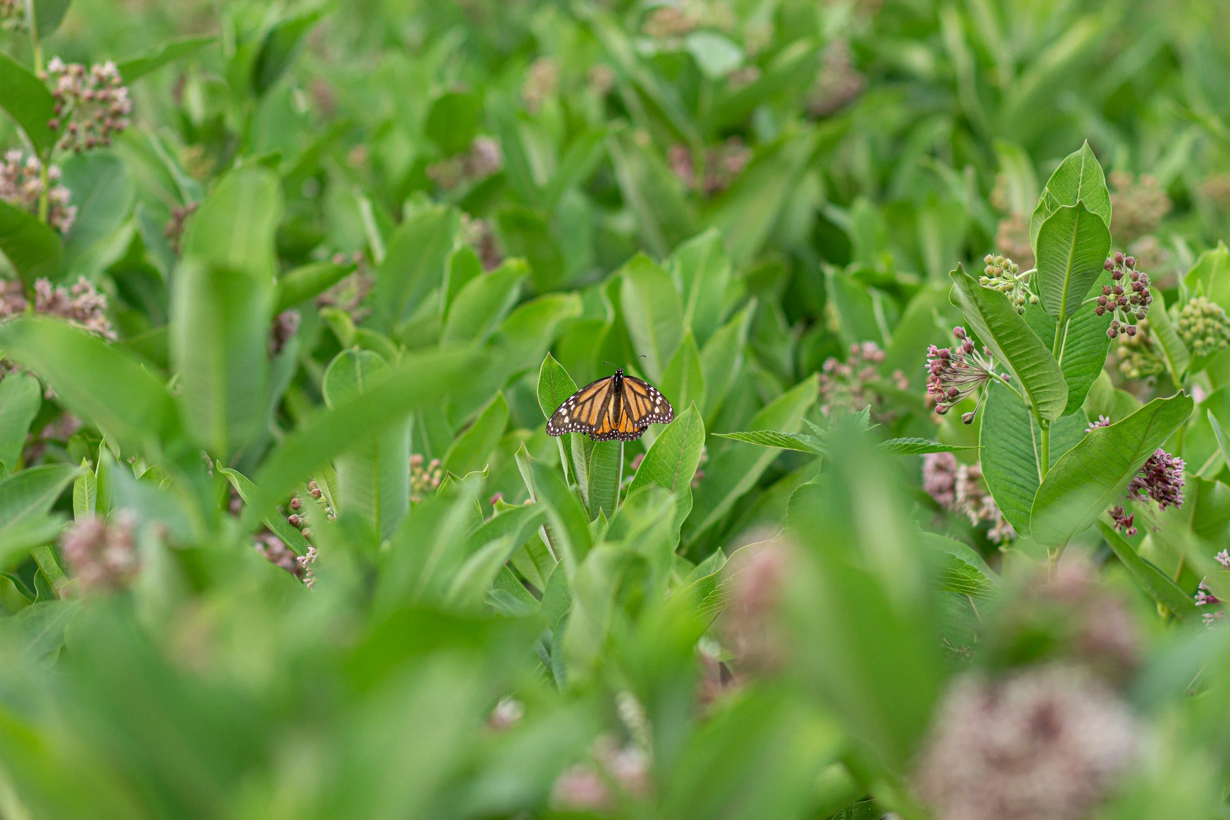 orange and black monarch butterfly sits in green leaves and purple flowers