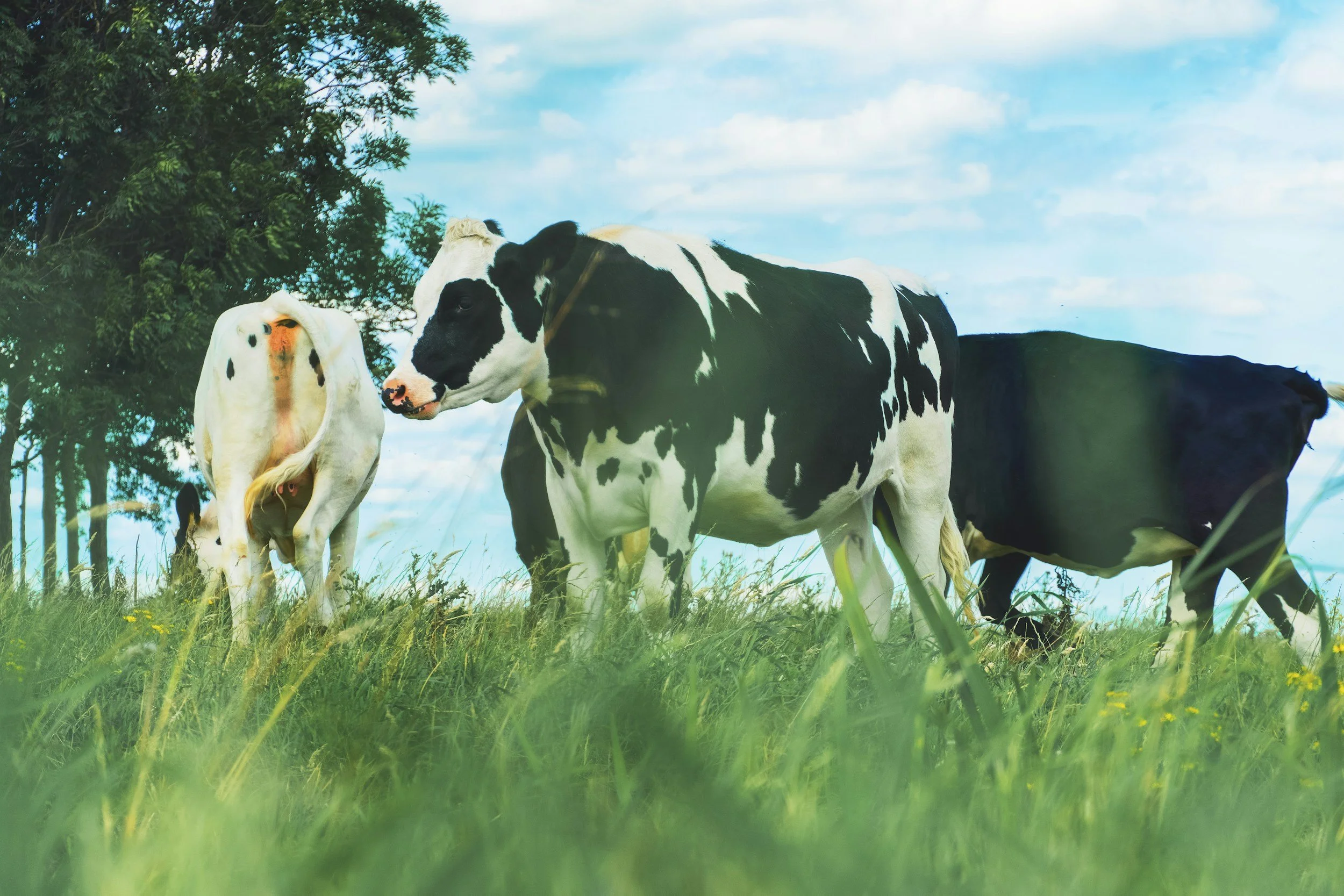 black and white cows graze in grassy field with blue skies and white clouds and nearby trees