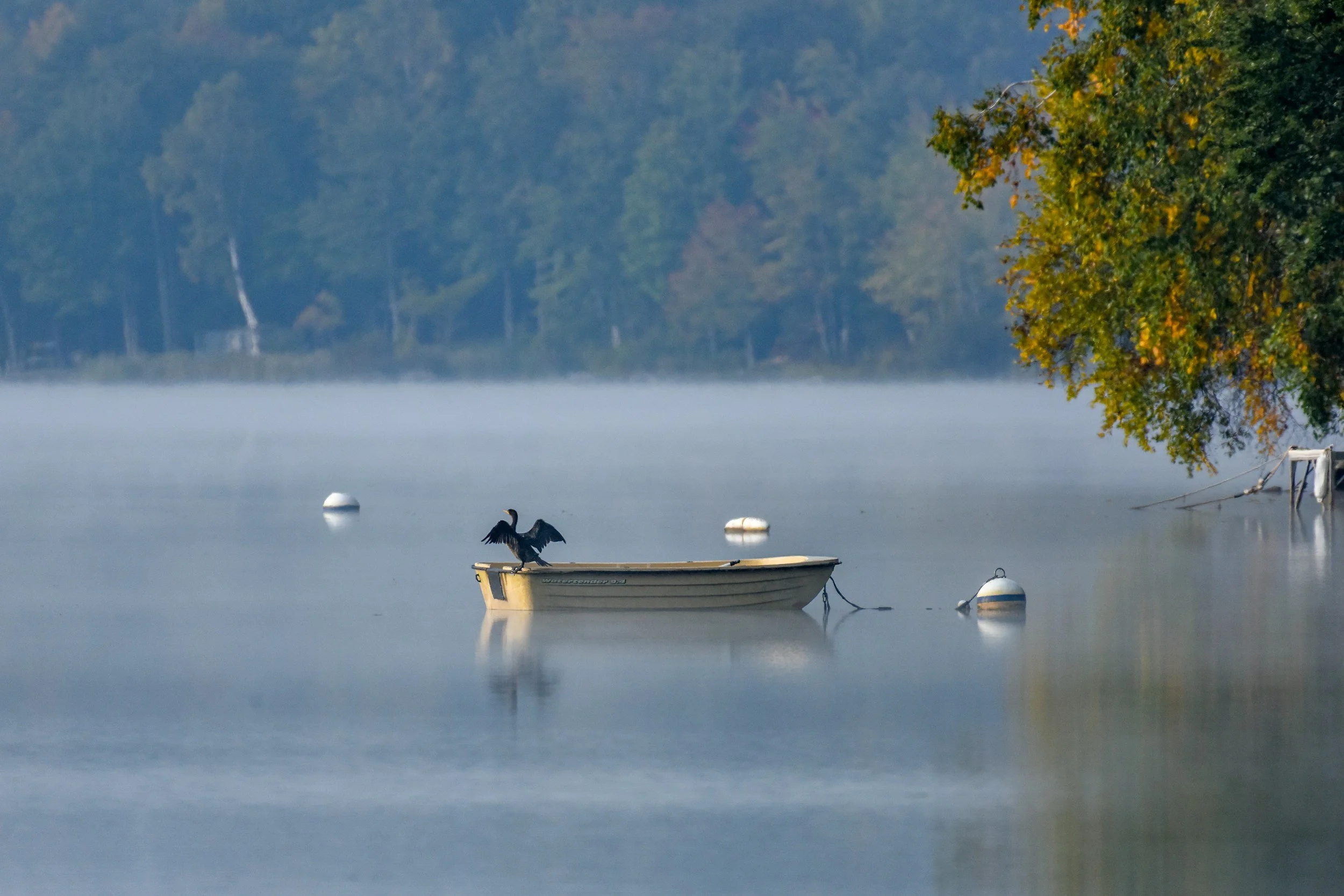 black cormorant bird spreads and dries its wings while sitting on the stern of a pale yellow row boat floating in a lake with mist rising