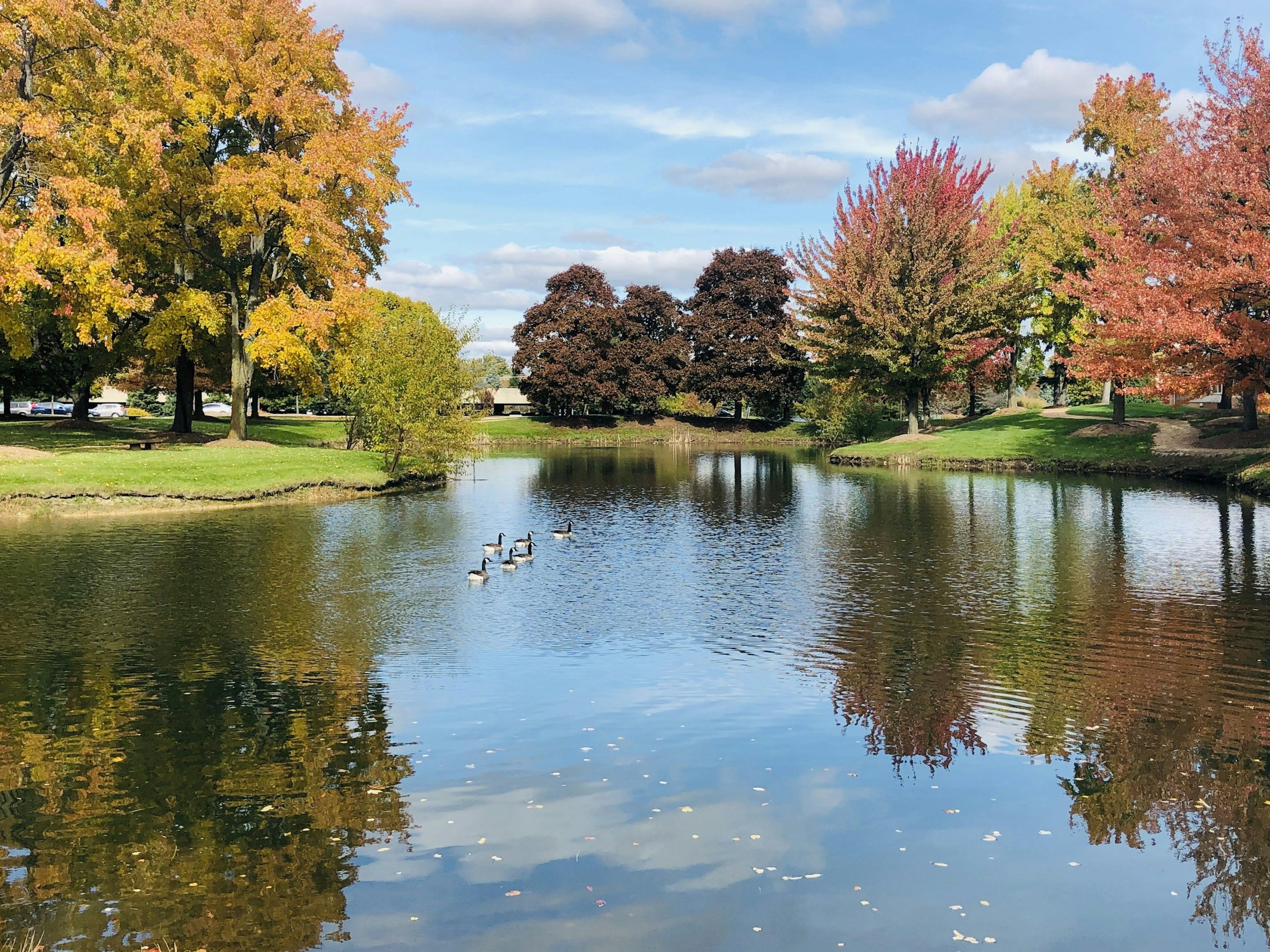 photo of a calm small lake with geese swimming and fall colors around lake with grassy banks