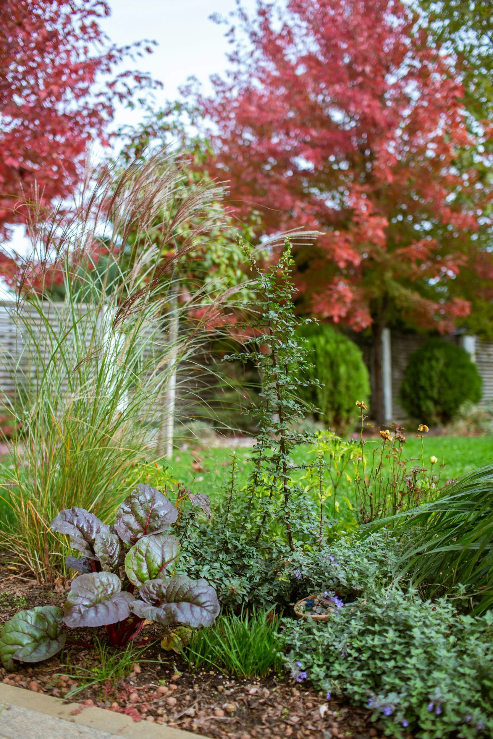 various native plants in greens purples and reds in backyard by sidewalk