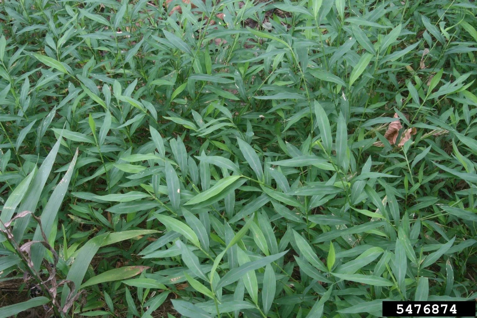 long thin green leaves growing up a stem like feathers