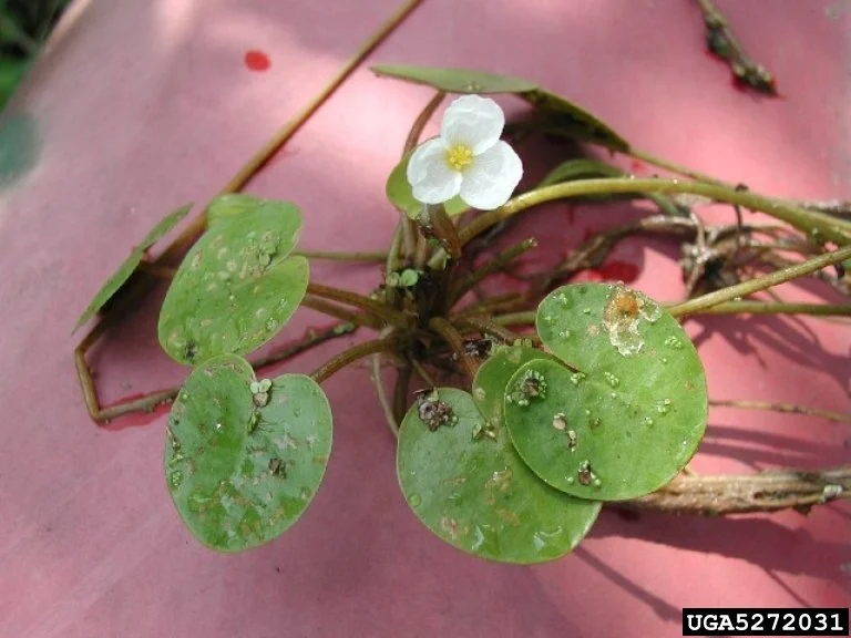 small white flower with three petals around a yellow center with long stems and small rounded broad green leaves like tiny lilypads
