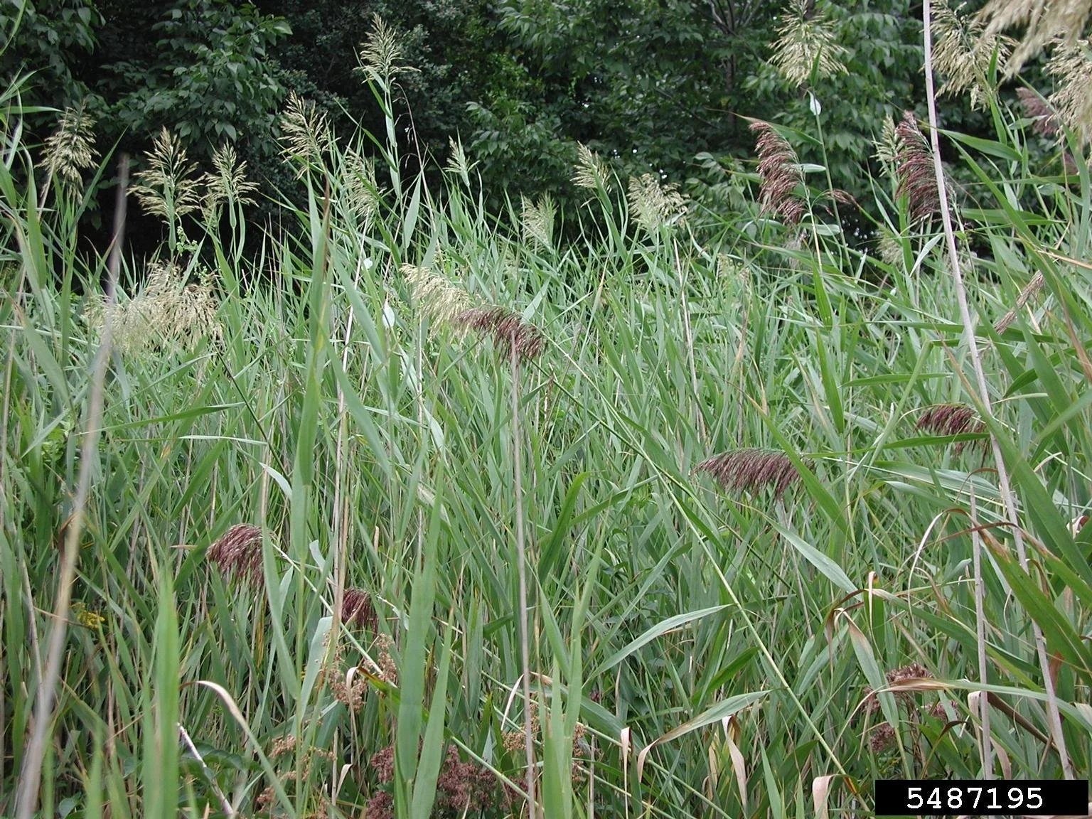 tall light green wheat-looking grass with brown feathery tassel seed tops