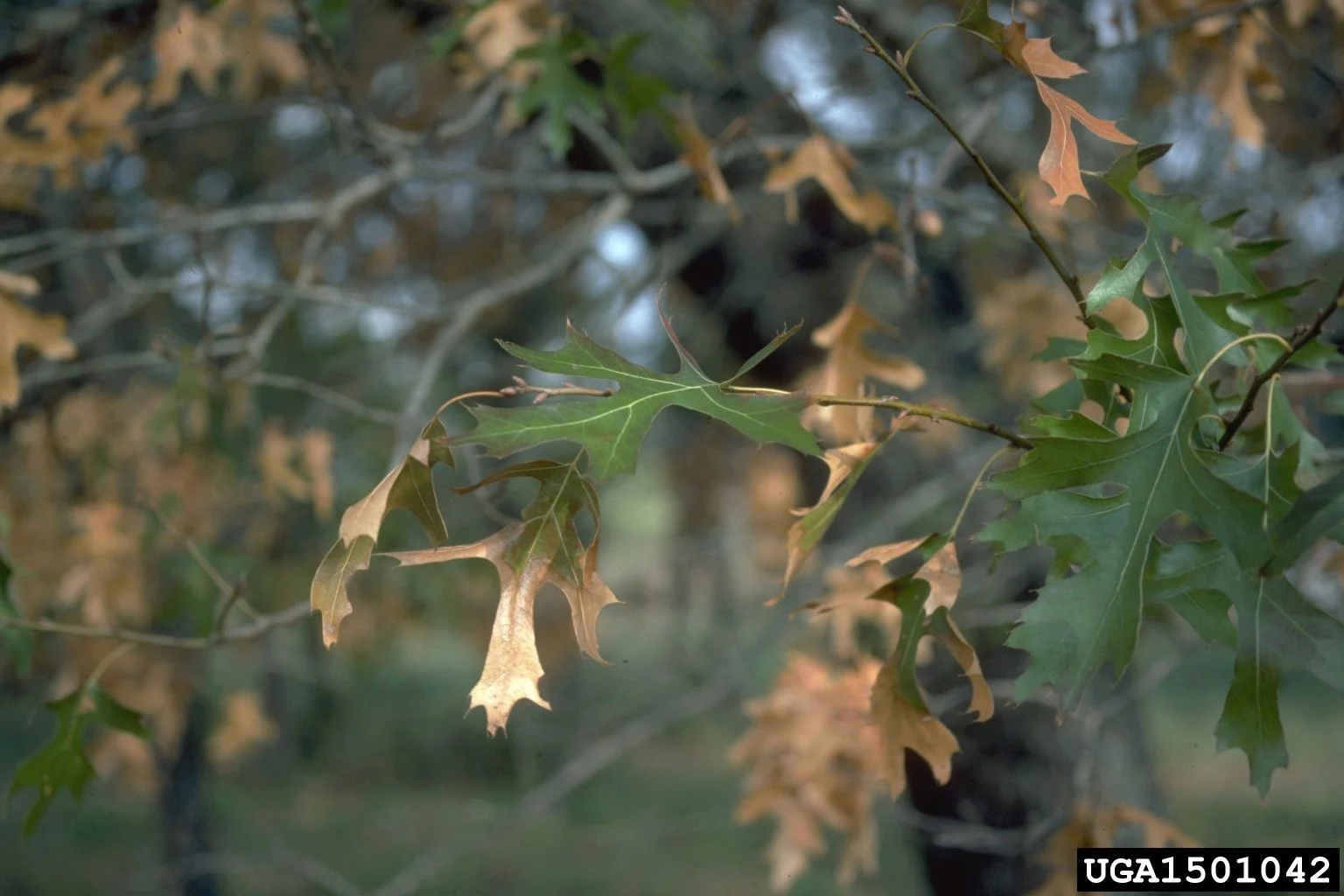 green oak leaves turning brown from the tips back to the stem