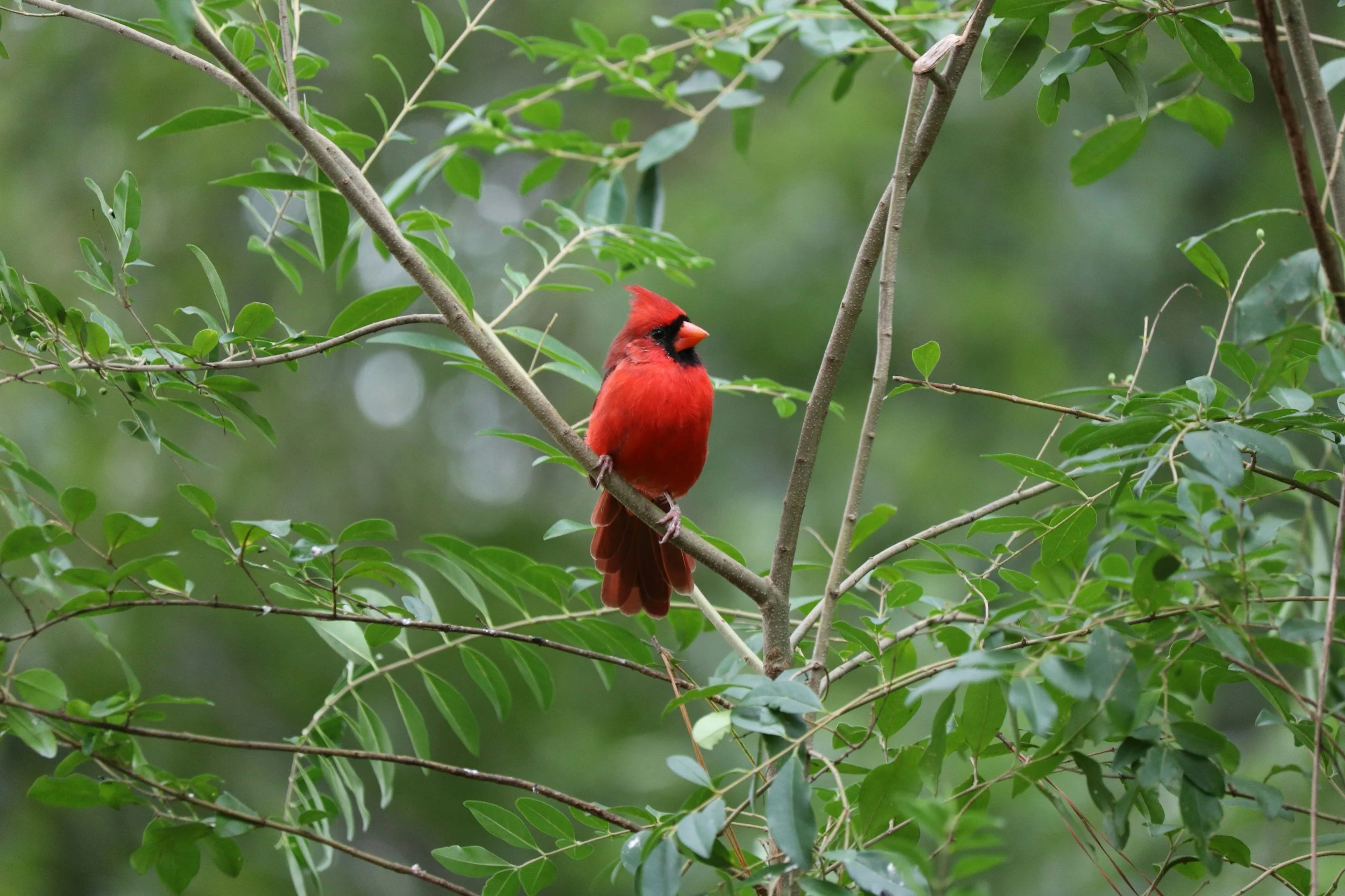 red male cardinal sits on tree branch with green leaves all around