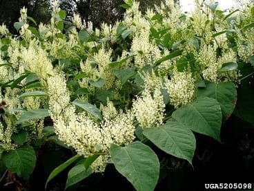 image of creamy flower cones sprouting from branches with large broad heart shaped green leaves