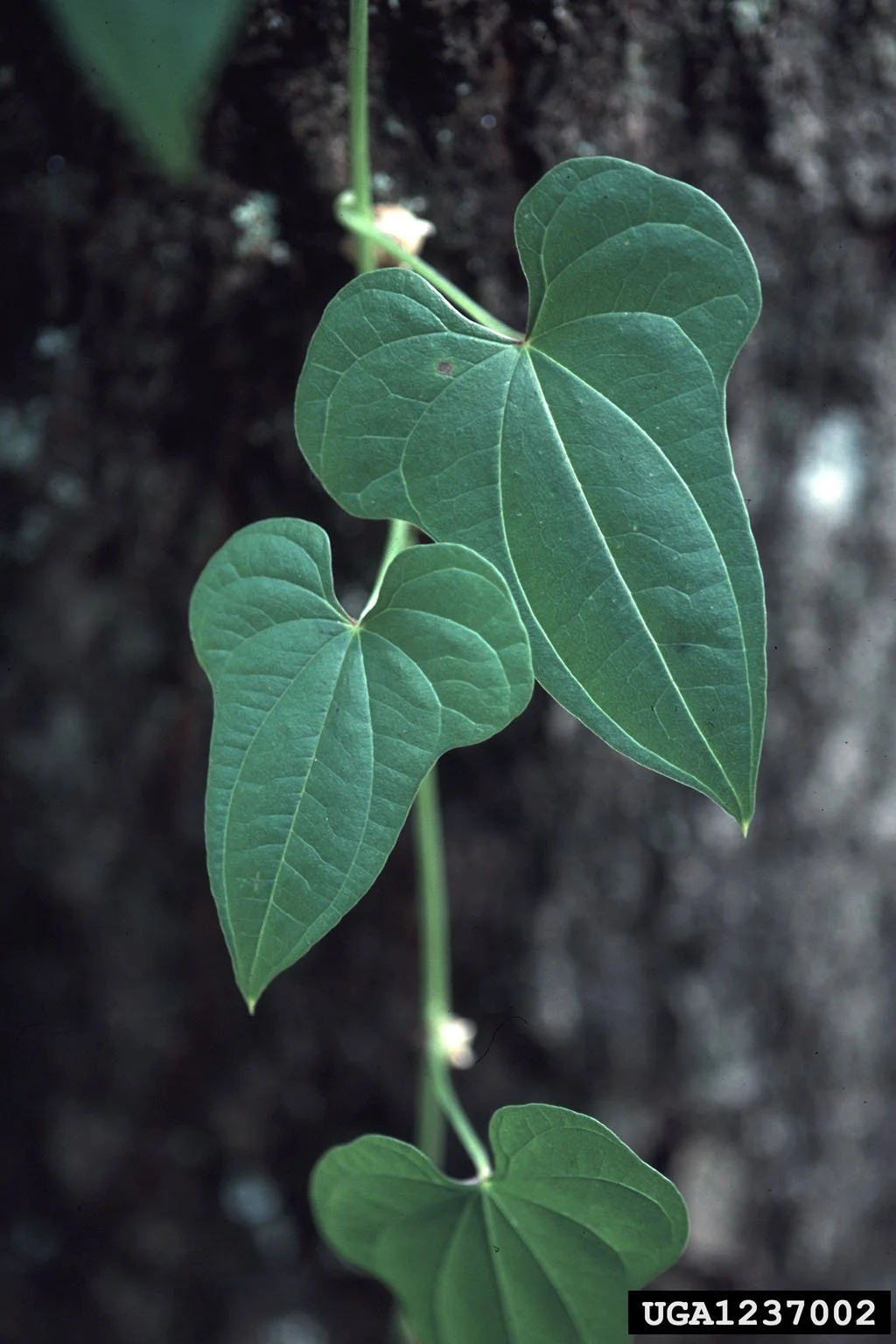 green vine with leaves on dark background