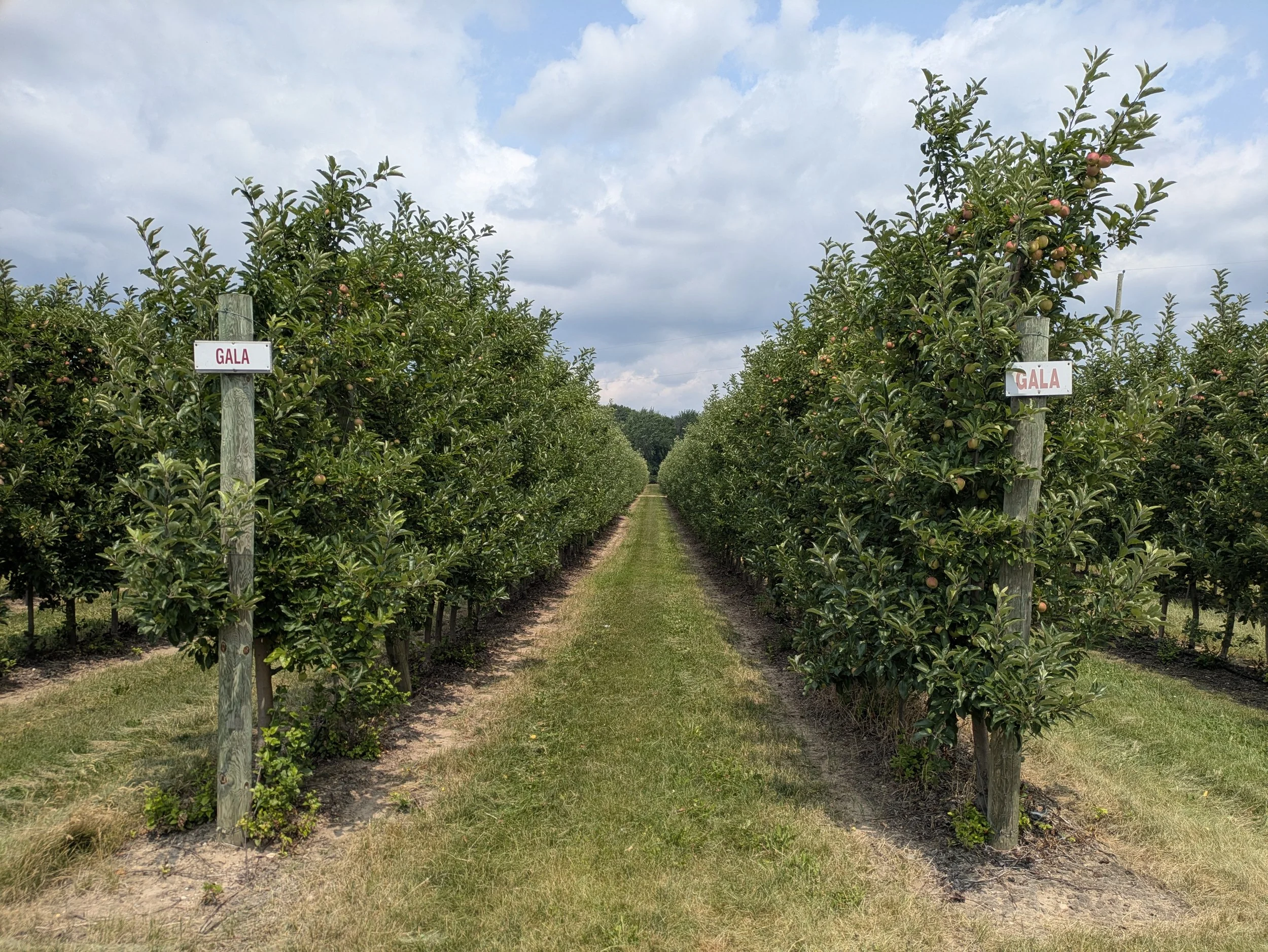 image looking down a mowed grass path between two rows of young apple trees with small unripe yellow and pink apples labeled as Gala with sign posts