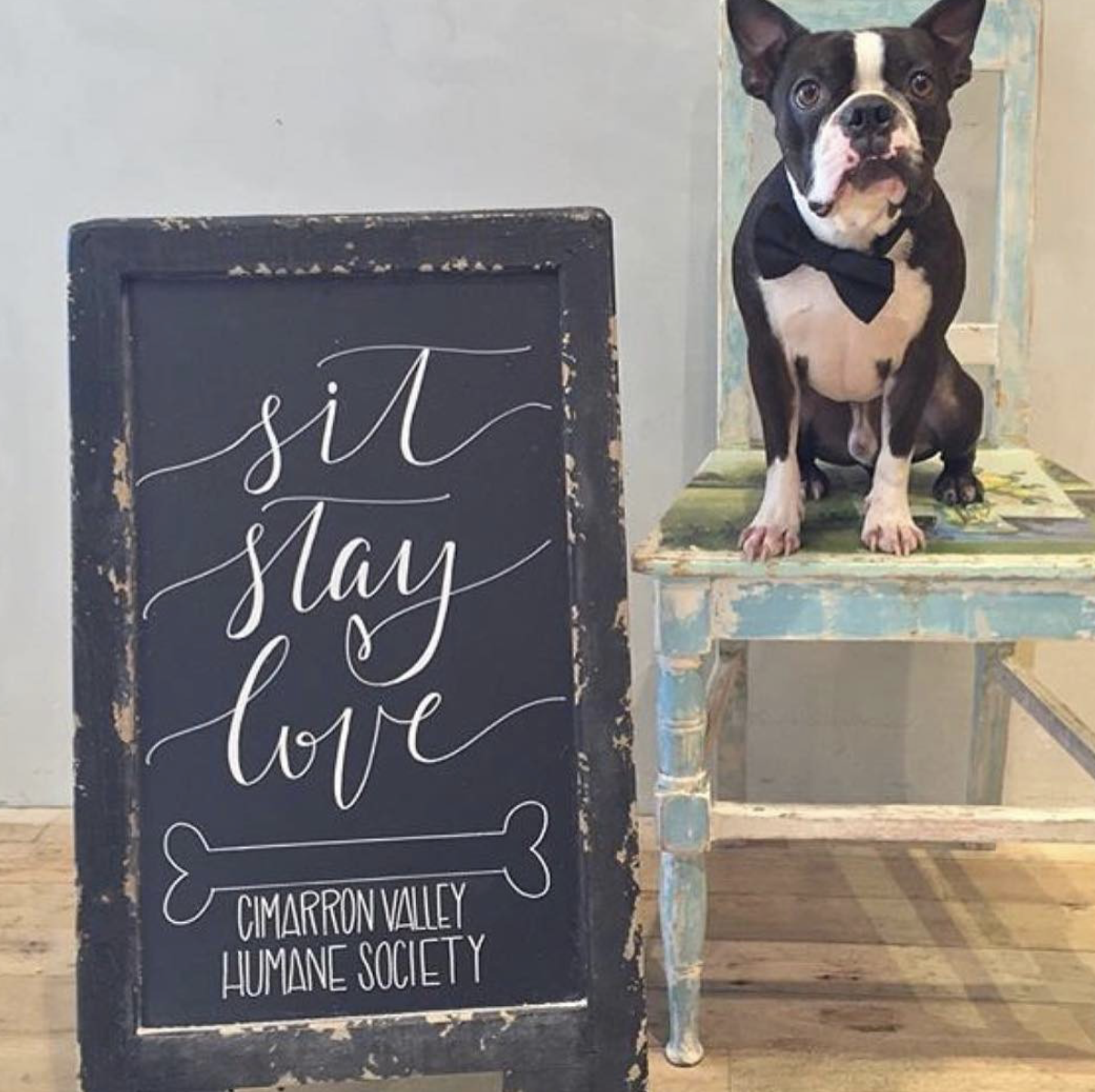 A black and white dog wearing a black bow tie, sitting on a distressed blue table with a sign beside it that reads 'sil, stay, love' and mentions the Cimarron Valley Humane Society.