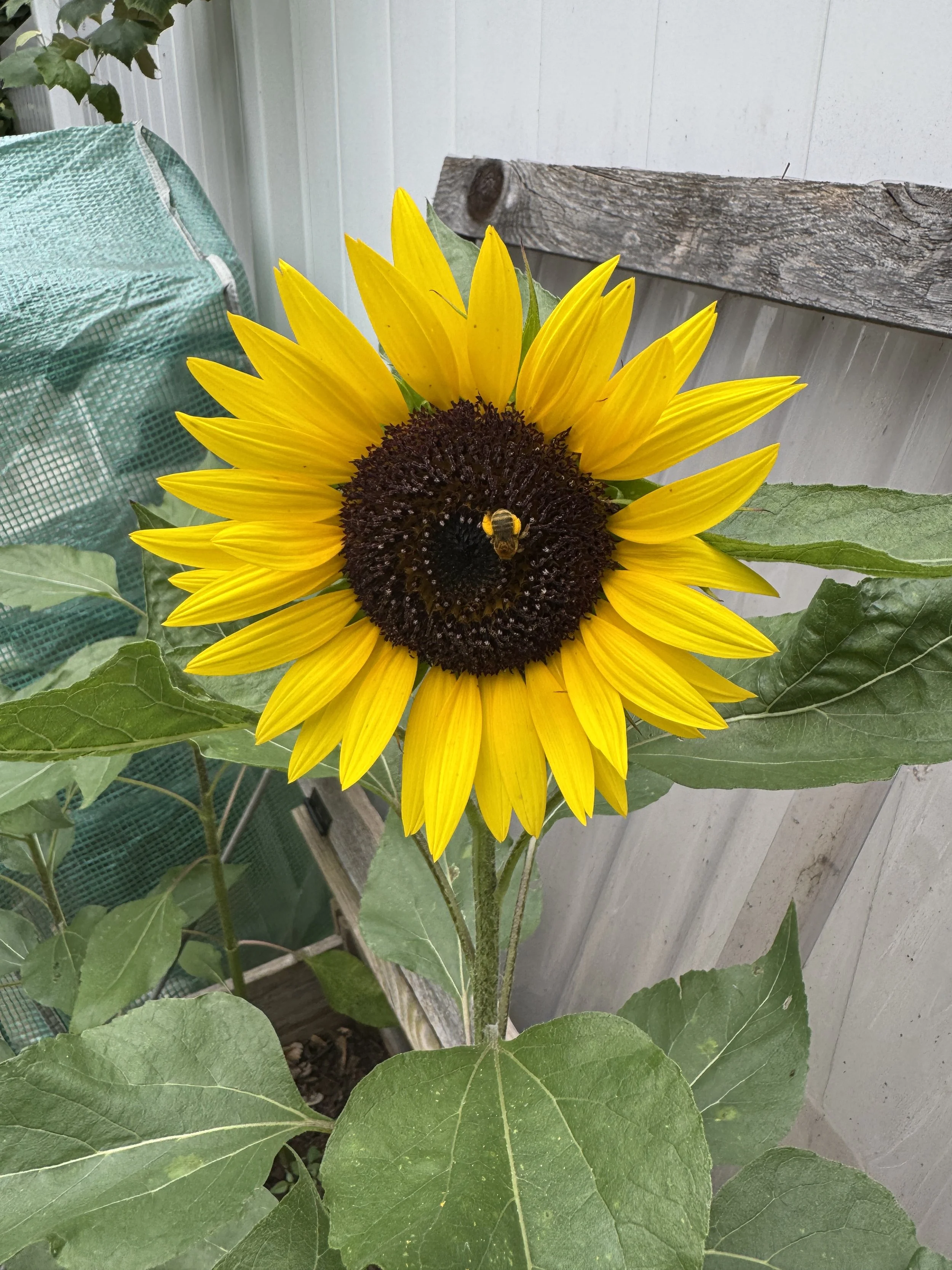 sunflower-bee.jpg