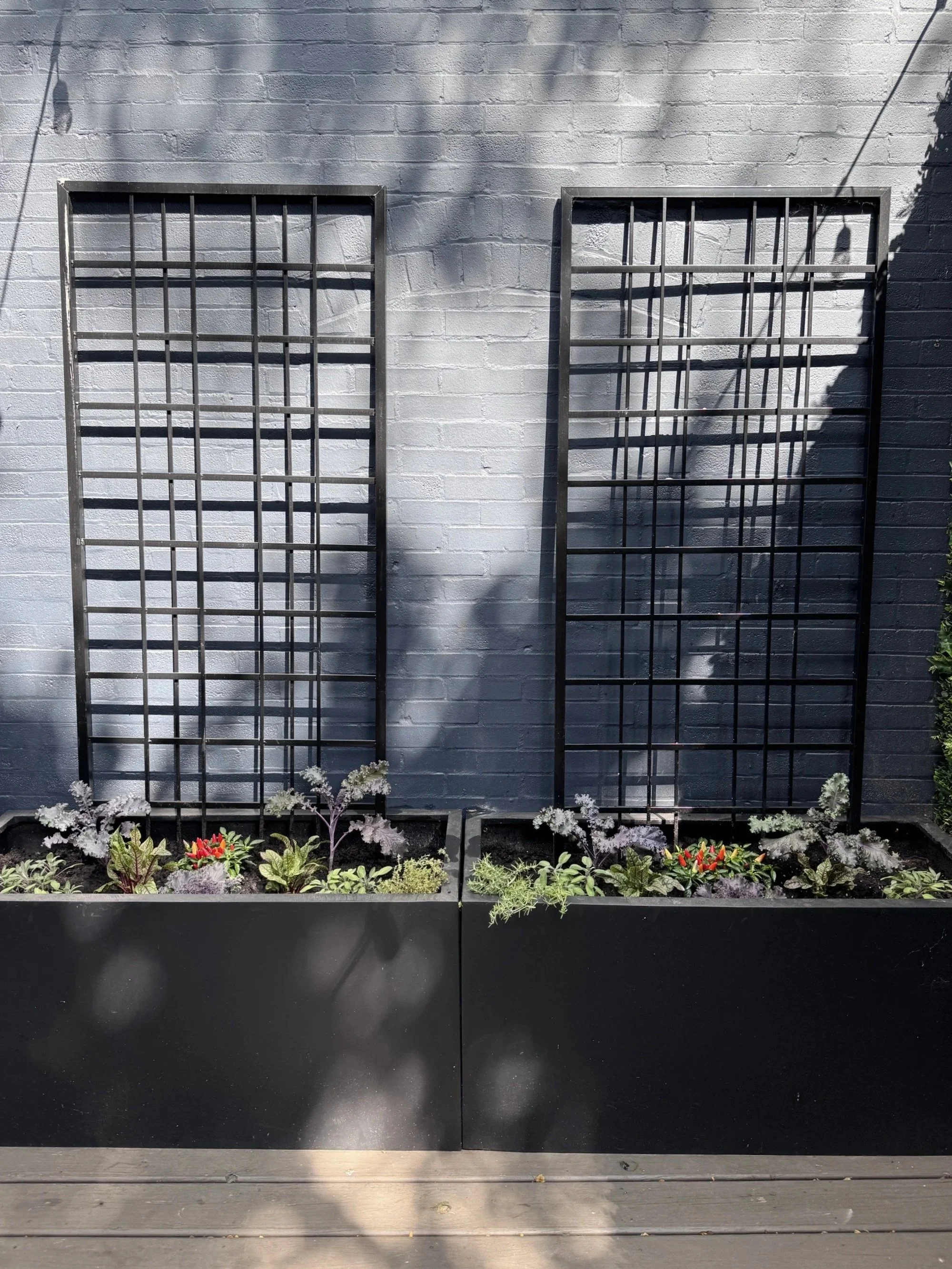 A fall mixed container planting of ornamental kales, peppers and edible herbs