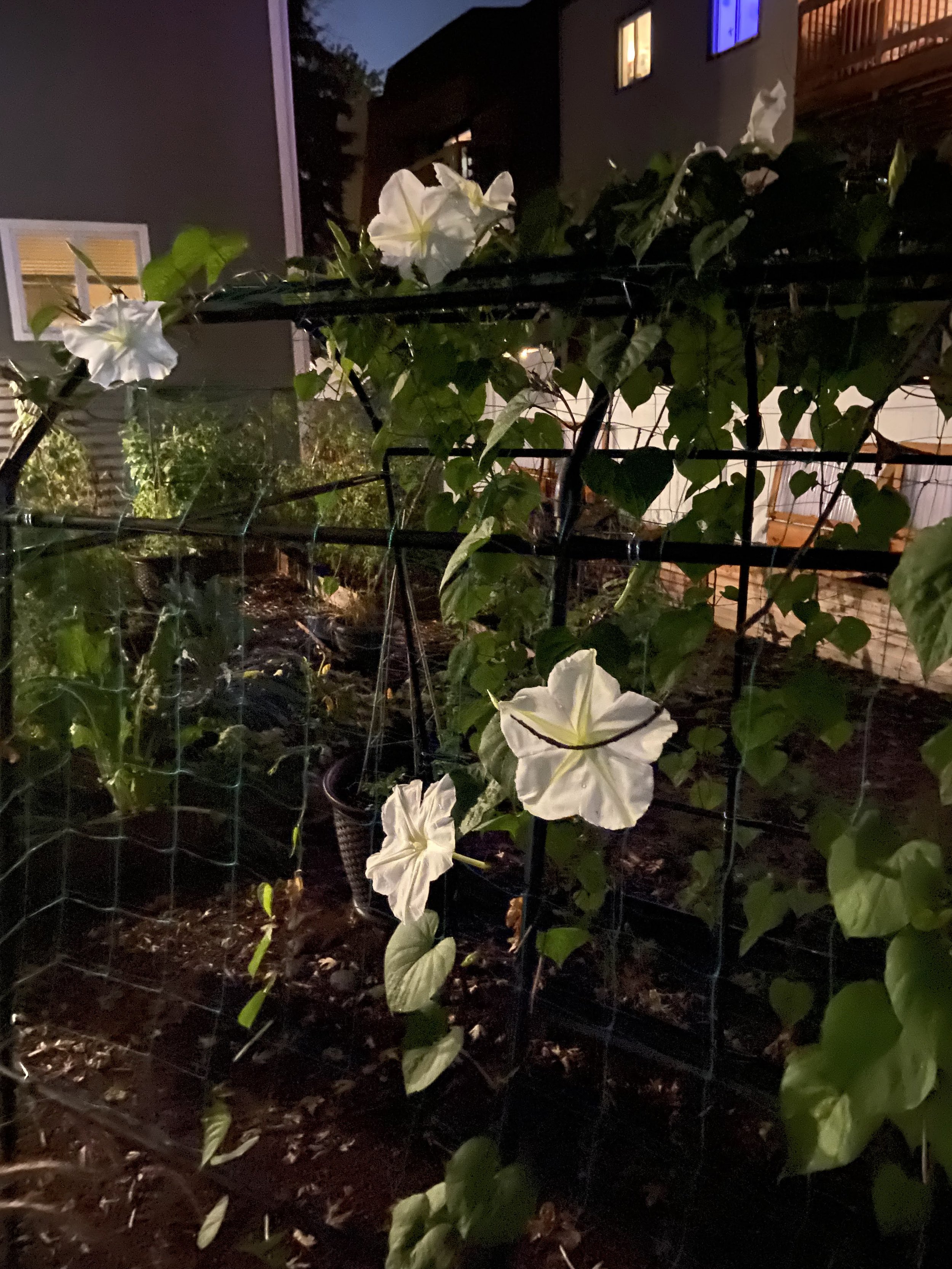 moonflower.jpg