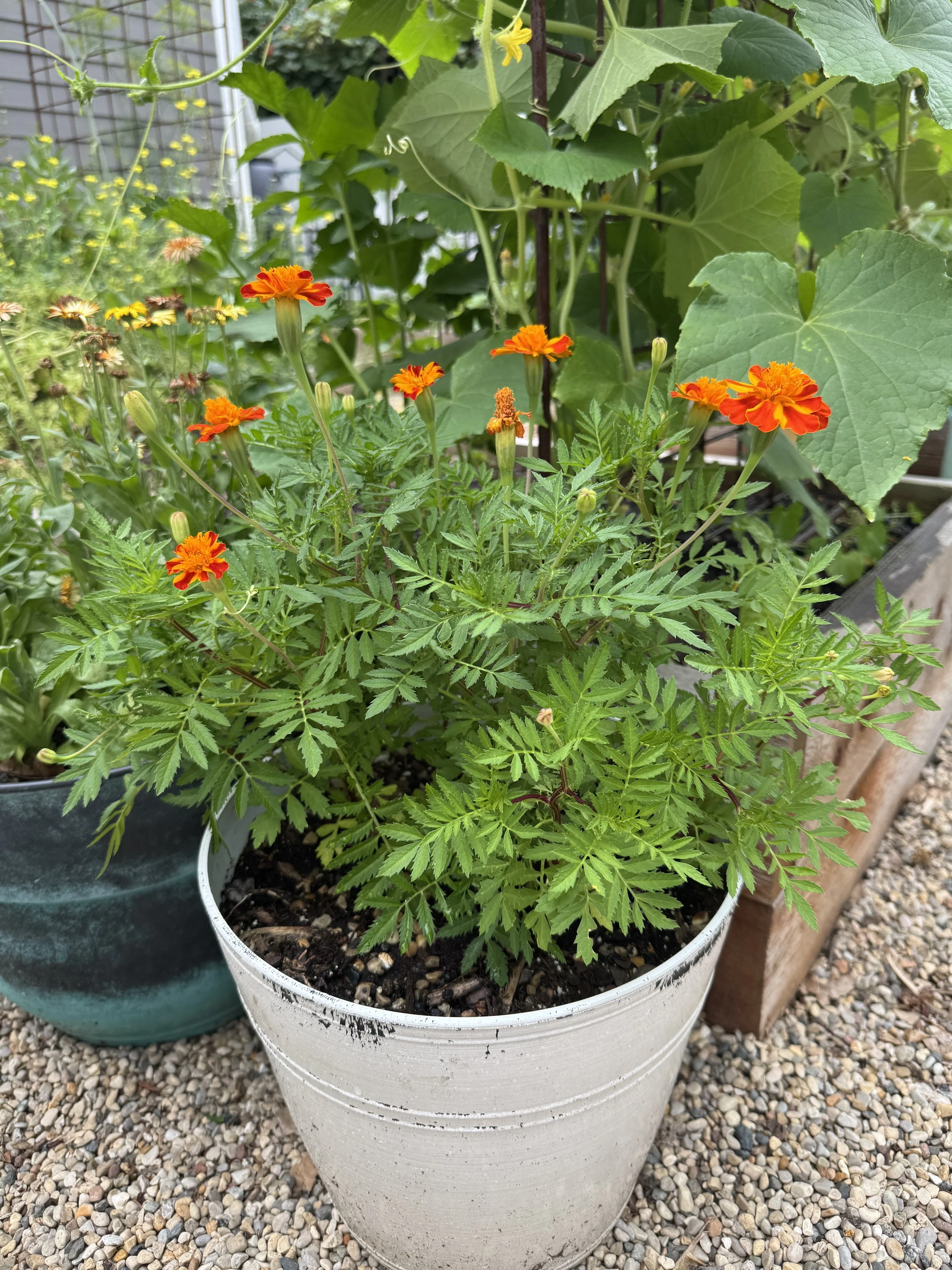 summer-container-marigolds.jpg