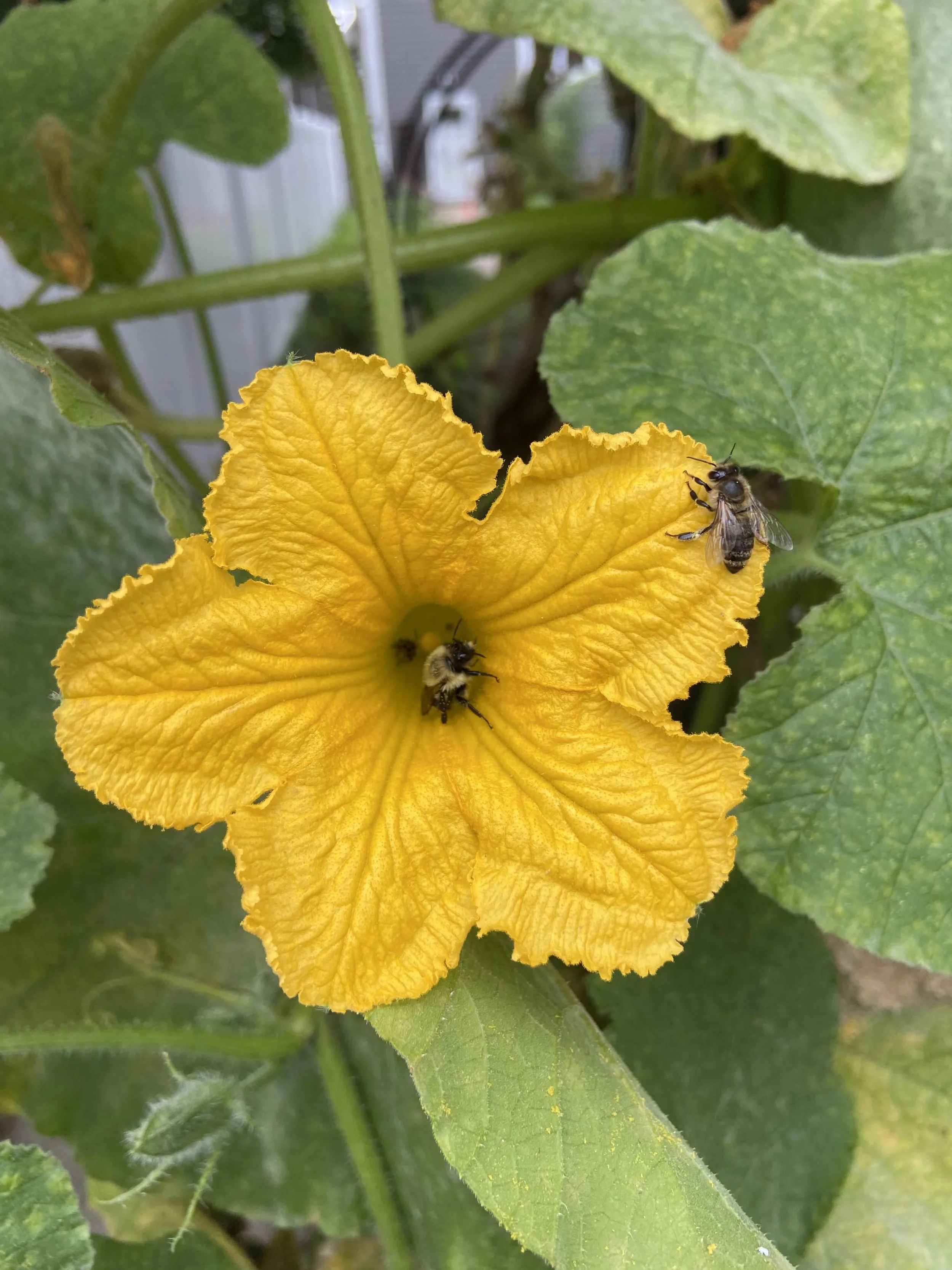 bee-squash-flower.jpg