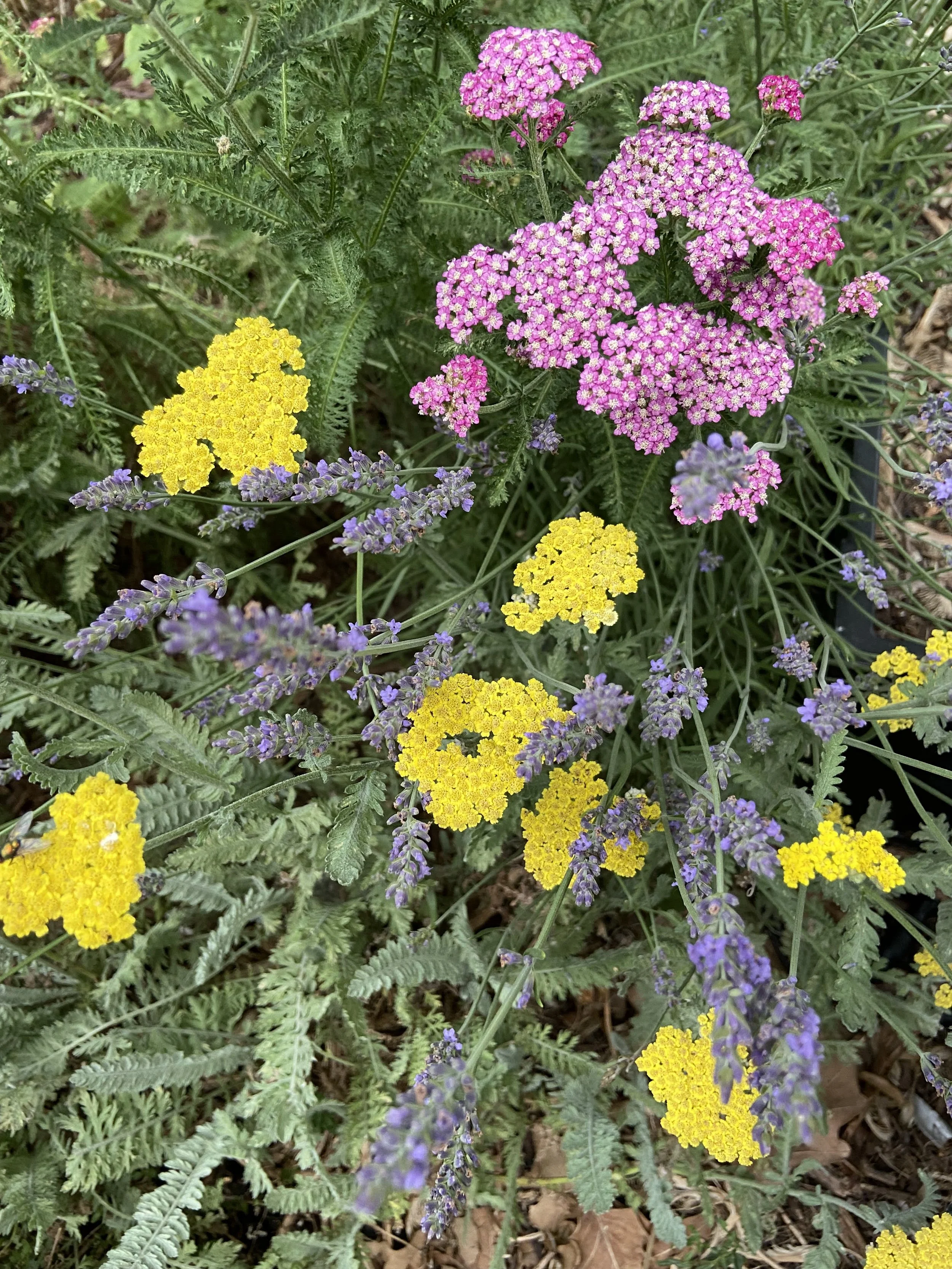 floral-herbs.jpg
