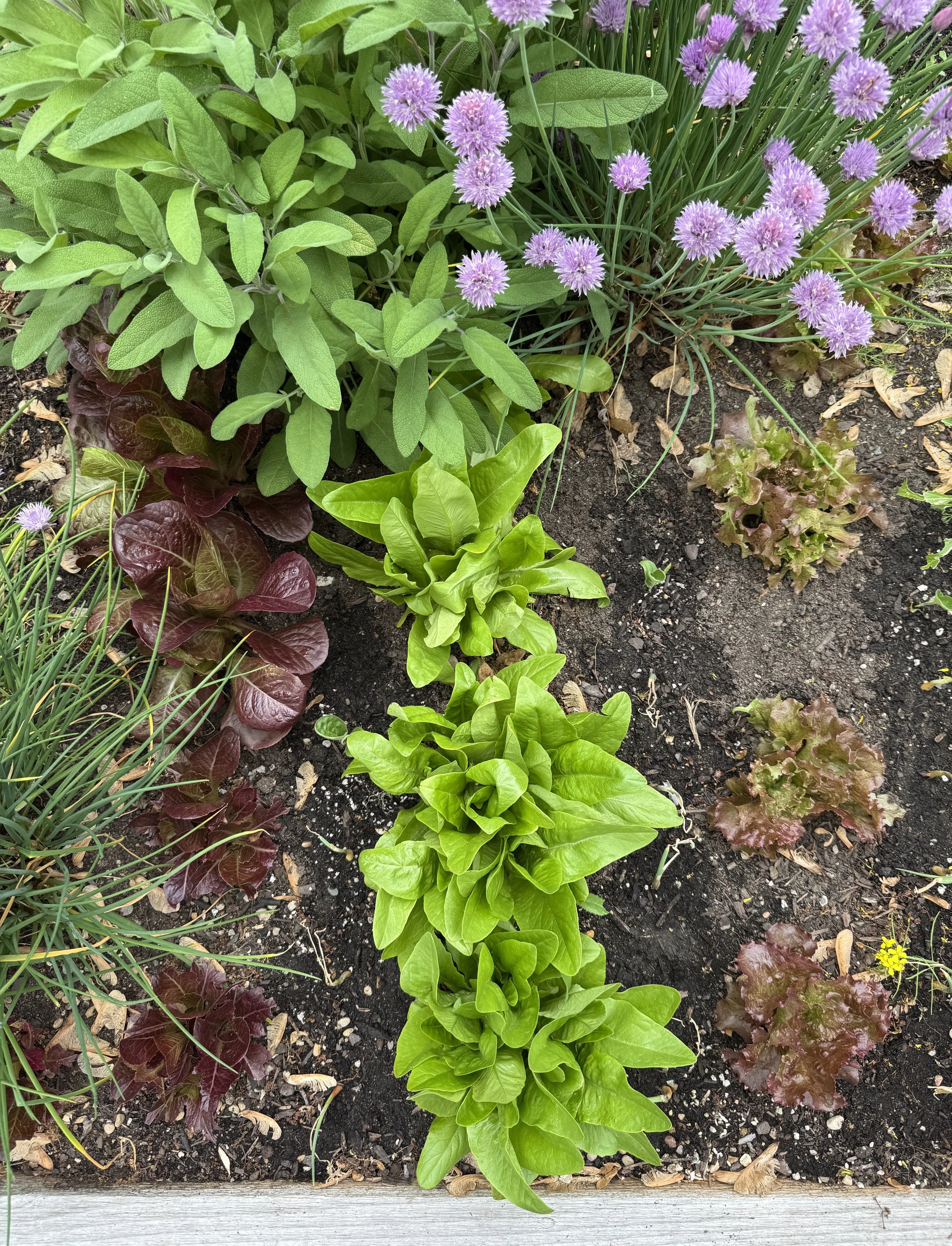 vegetable-herb-gardens