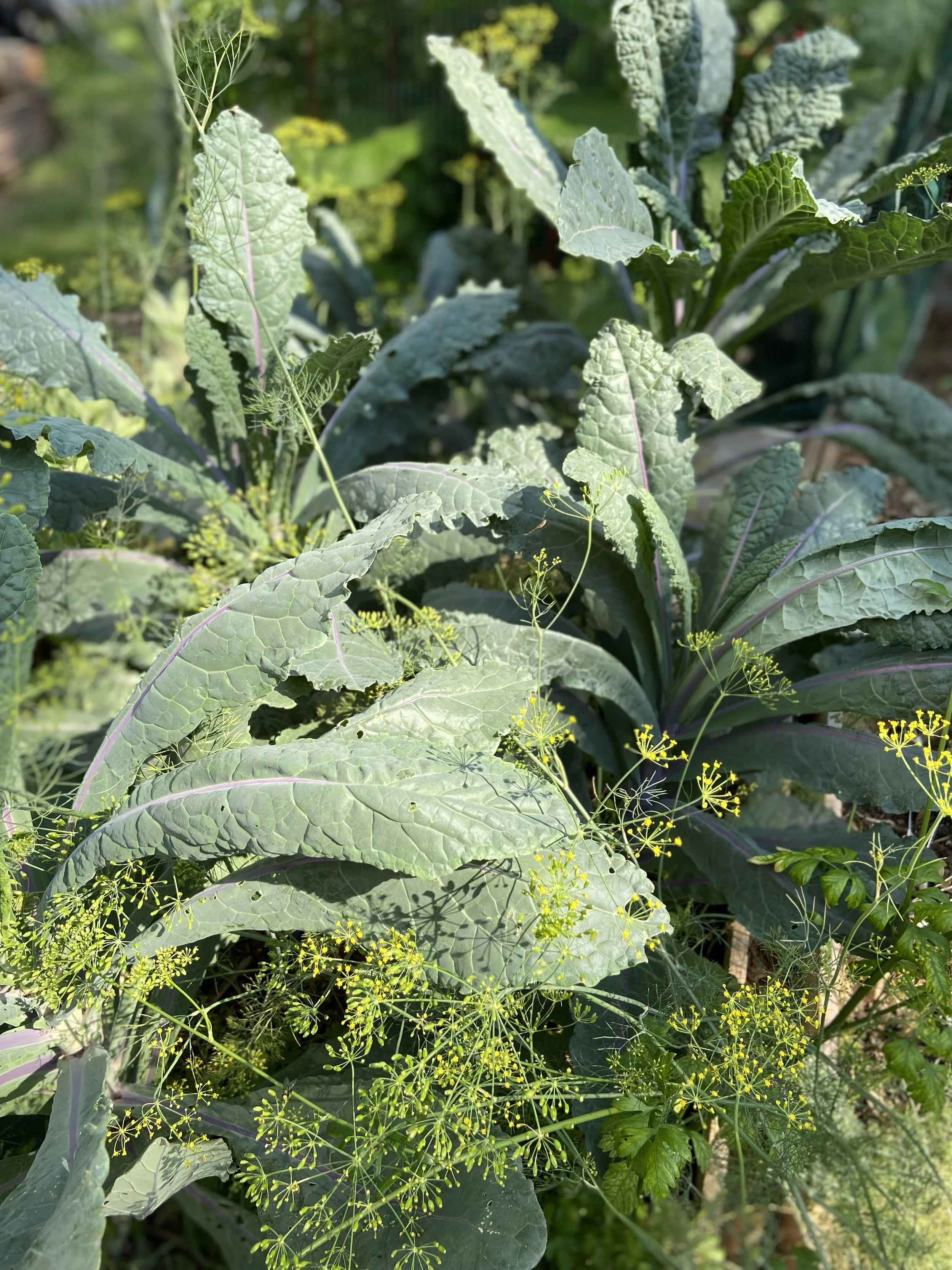 kale-and-dill.jpg