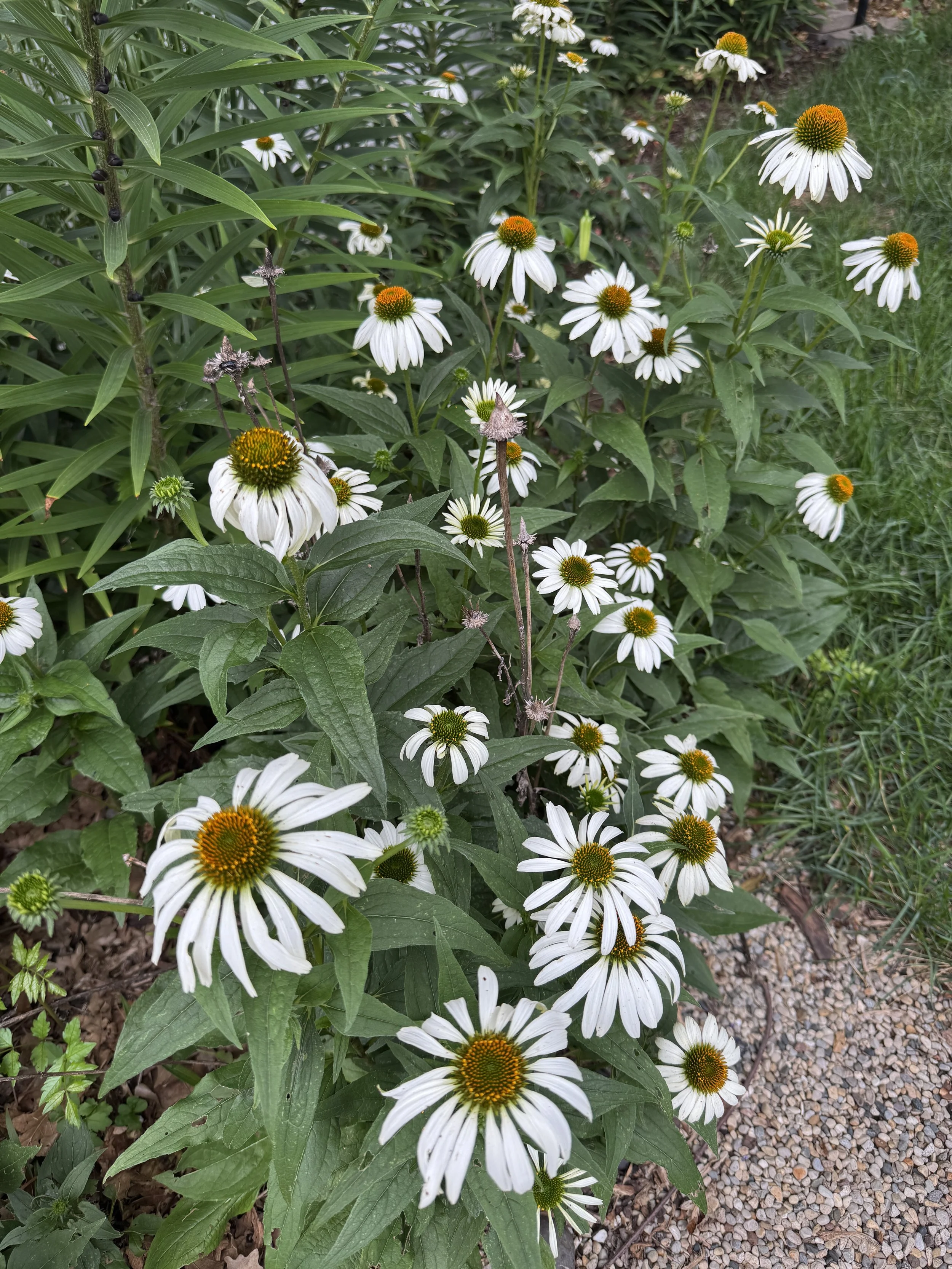 native-border-echinacea-marry-me.jpg