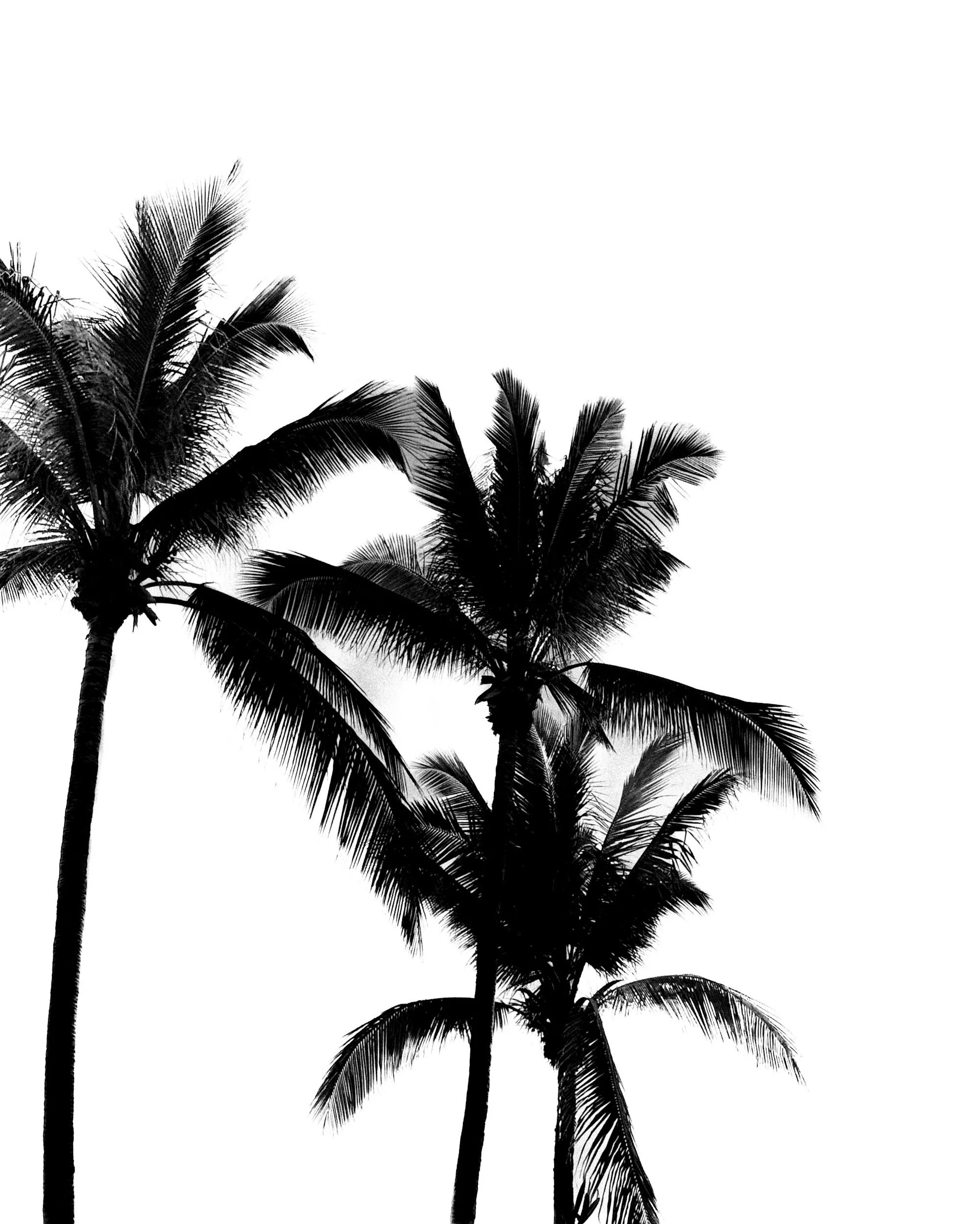 Black and white silhouette of palm trees against a white sky.