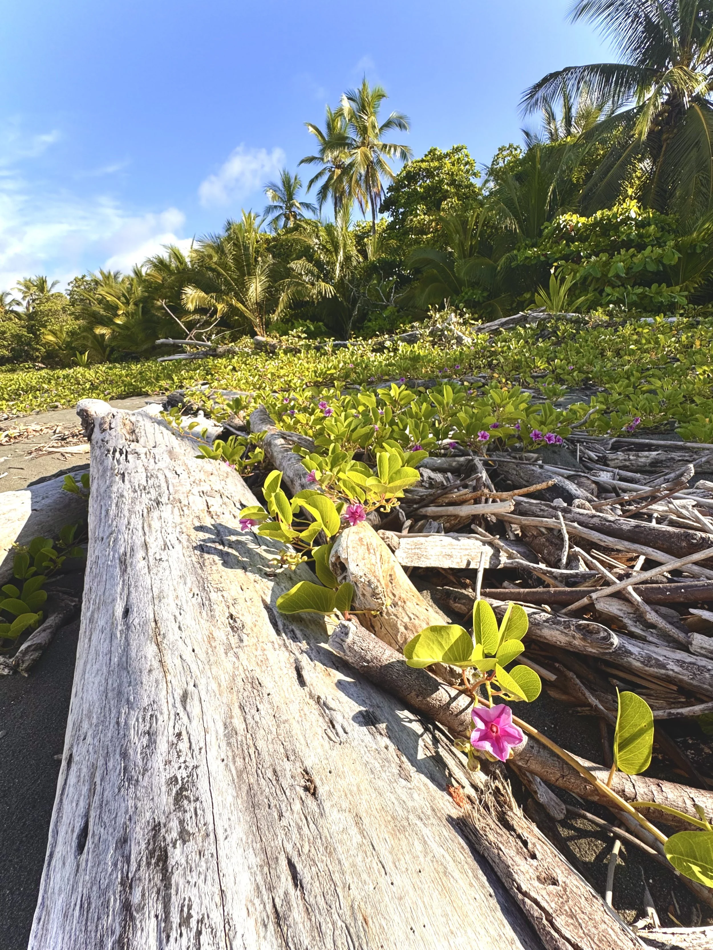 Close-up view of driftwood and flowering plants on a beach in Costa Rica, with lush green trees and palm trees in the background under a partly cloudy blue sky.