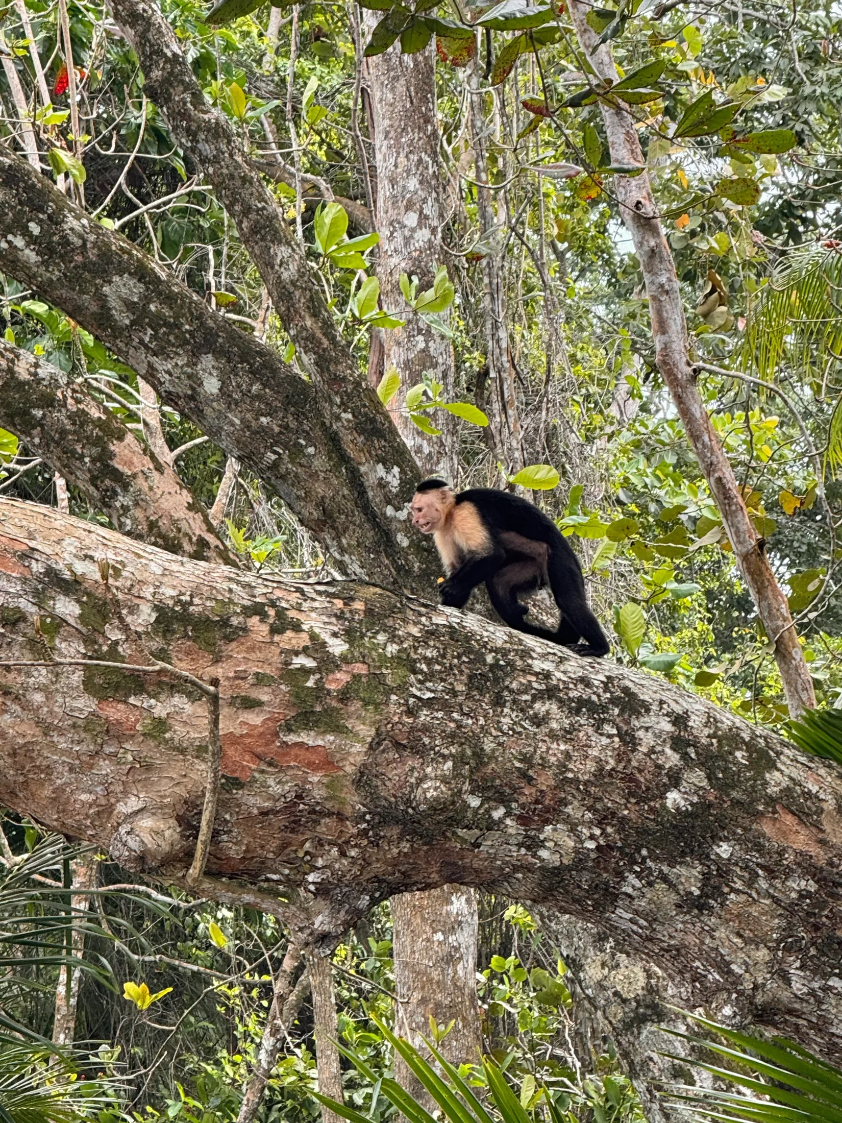 Monkey moving through trees in Costa Rica