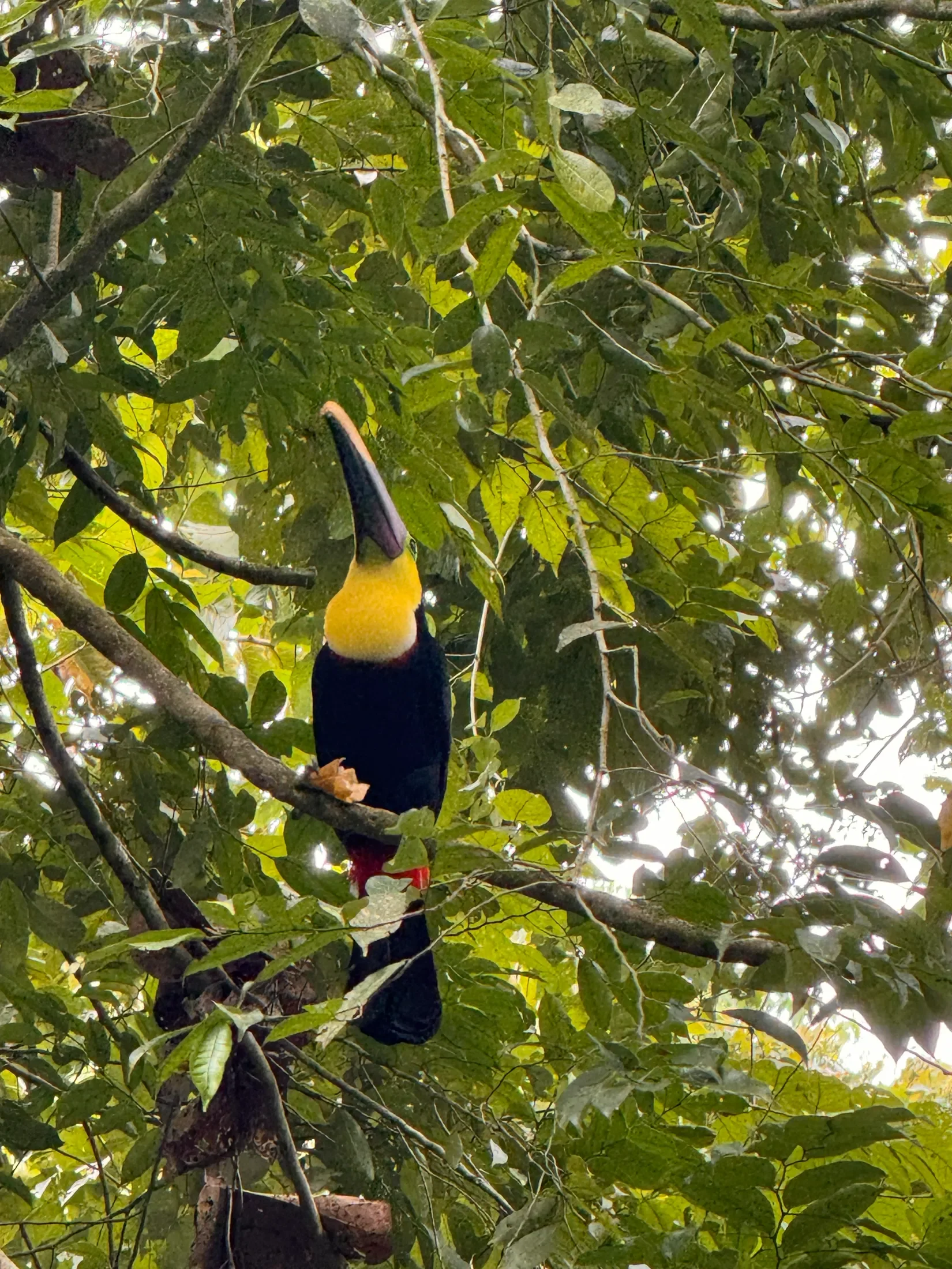 Tropical Bird in Costa Rica