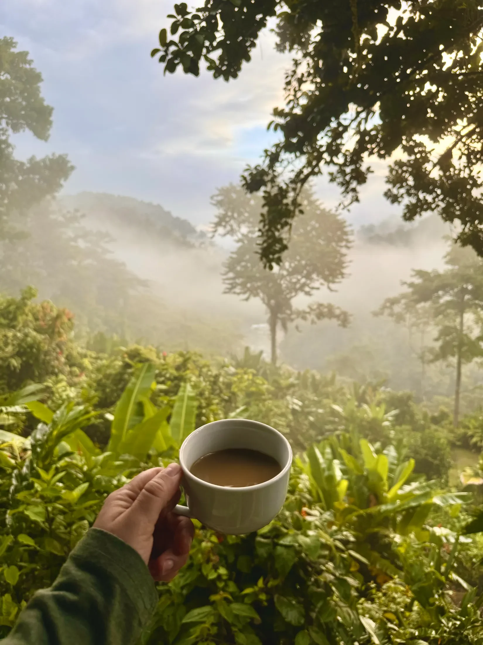 Someone holding a cup of coffee overlooking the jungle in Costa Rica