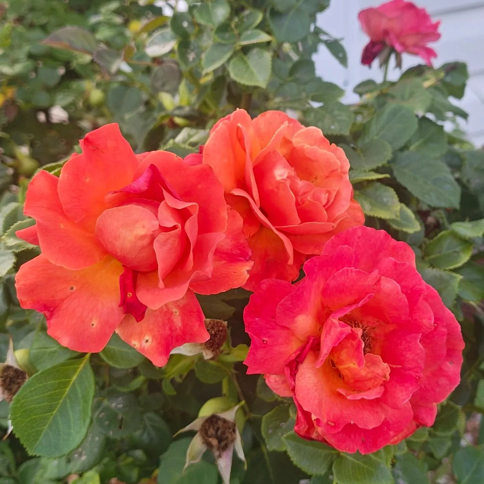 IMG_20260607_195221945_HDR.jpg