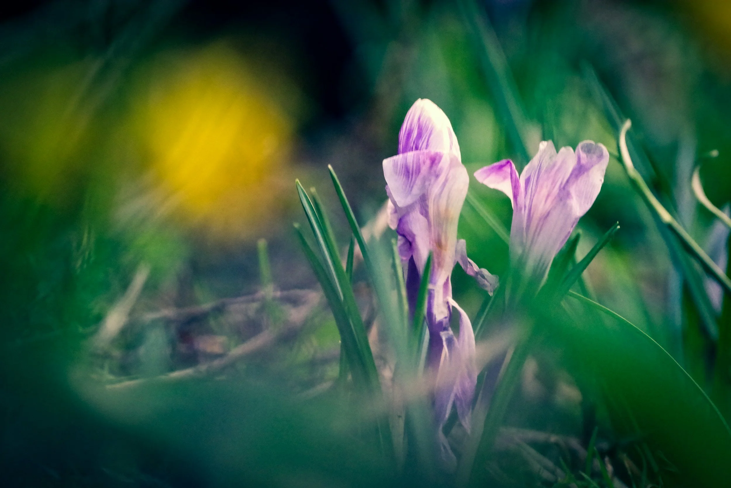 Close-up of purple crocus flowers blooming in green grass with a blurred background.
