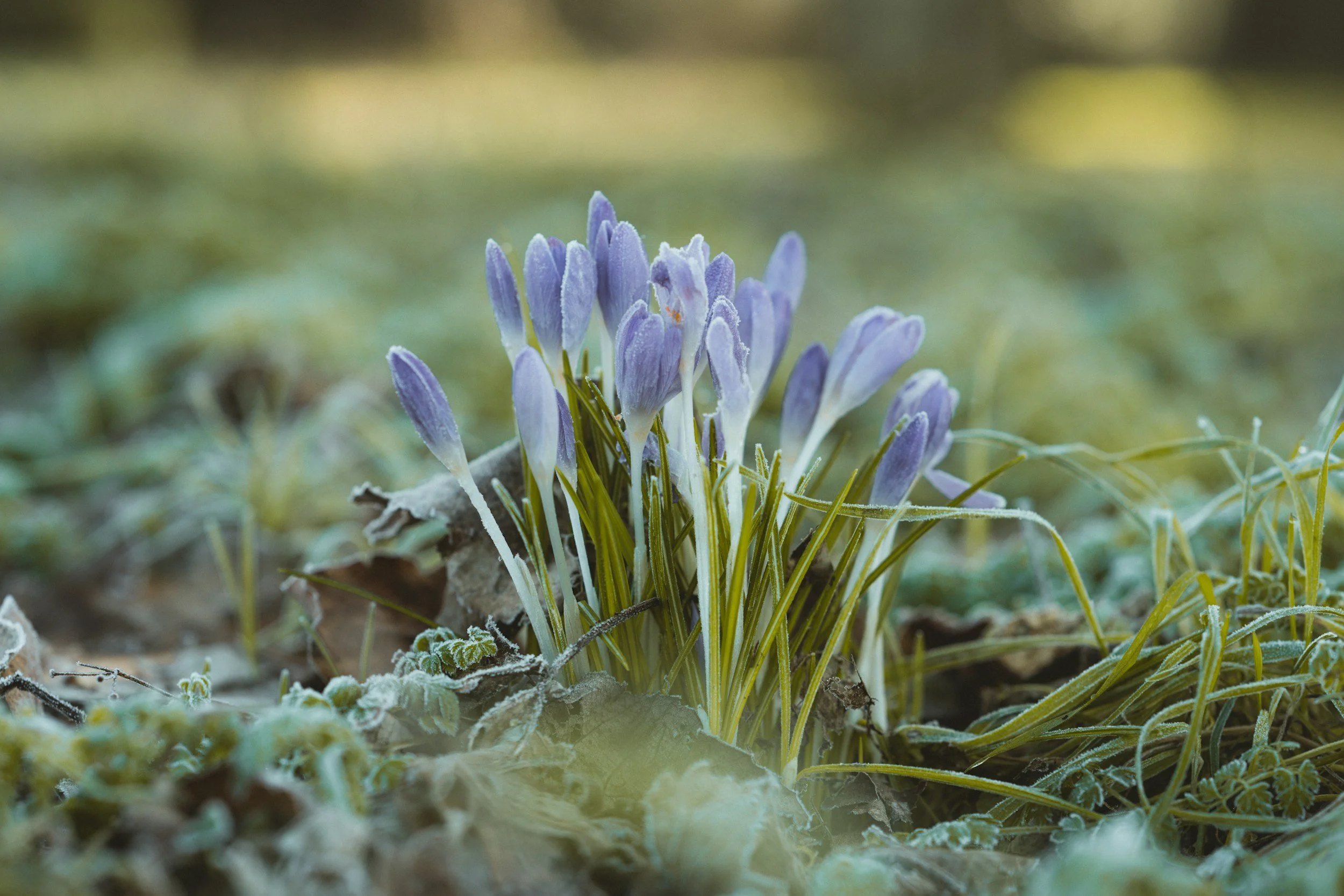 Close-up of a cluster of purple crocus flowers emerging from frost-covered ground in early spring.