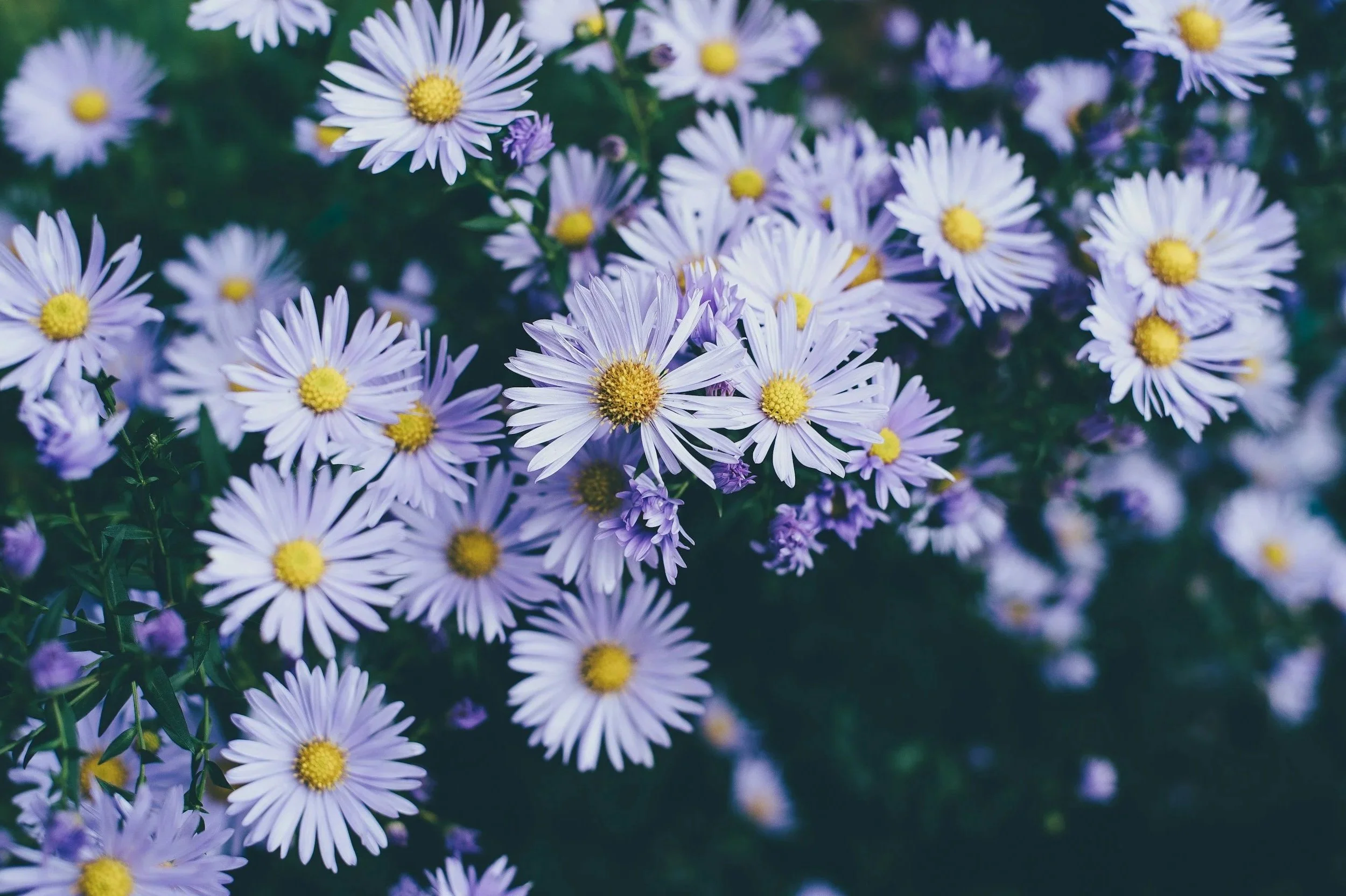 A close-up of purple and white daisy-like flowers with yellow centers, growing densely together outdoors.