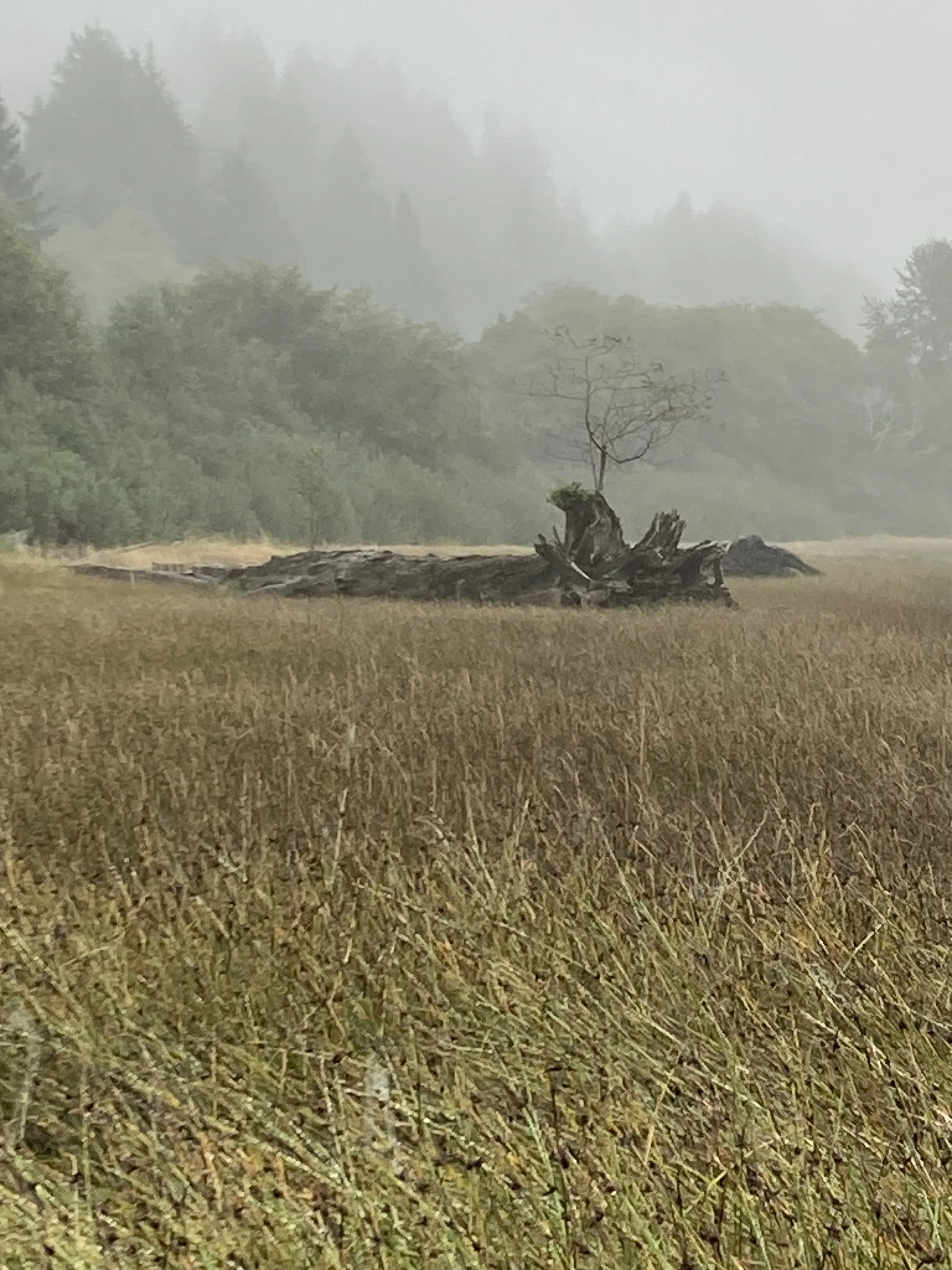 A field with brown grass and a fallen tree with a small, leafless tree growing from it in the center. In the background, fog covers a forest of tall trees.