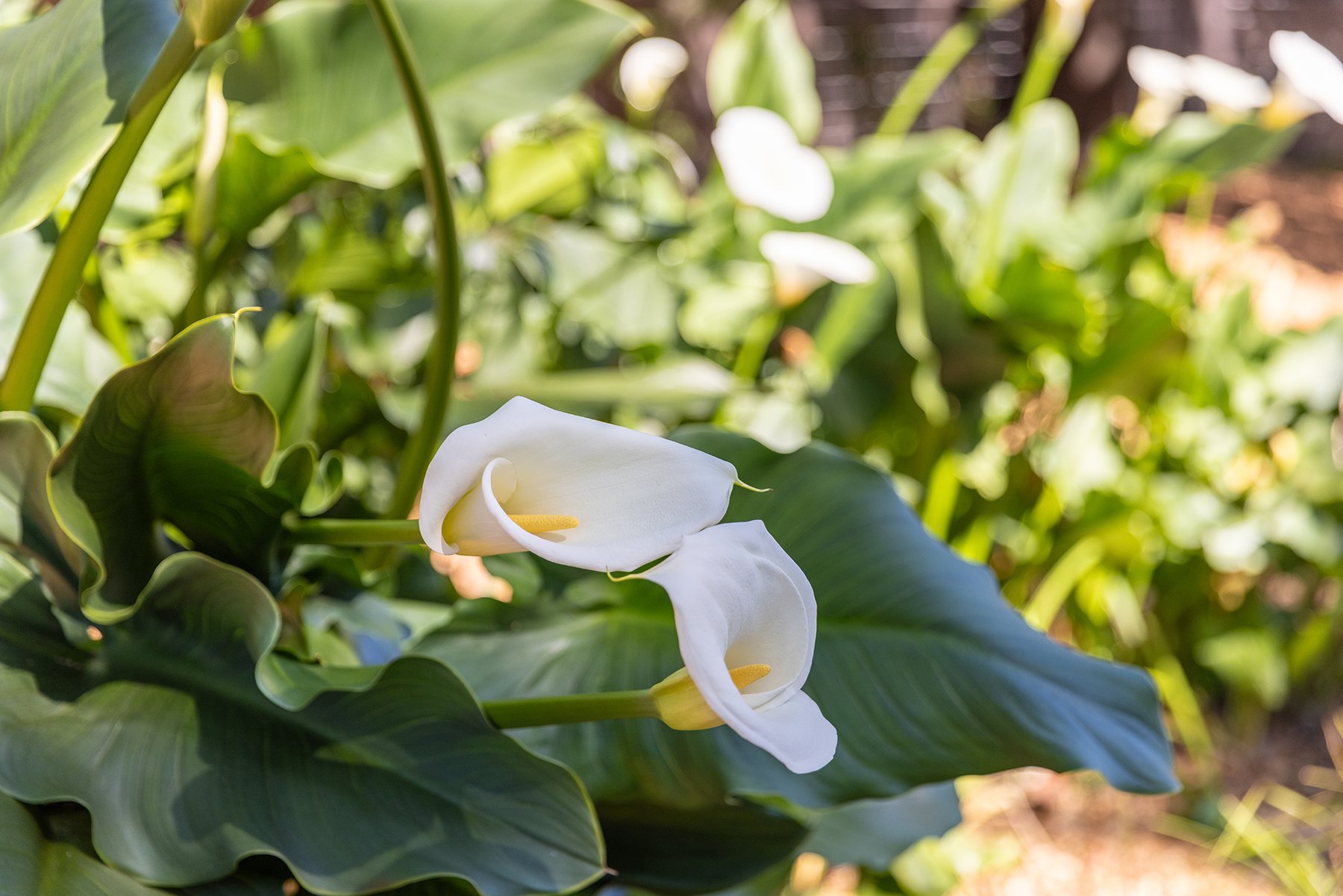 Close-up of white calla lilies with lush green leaves