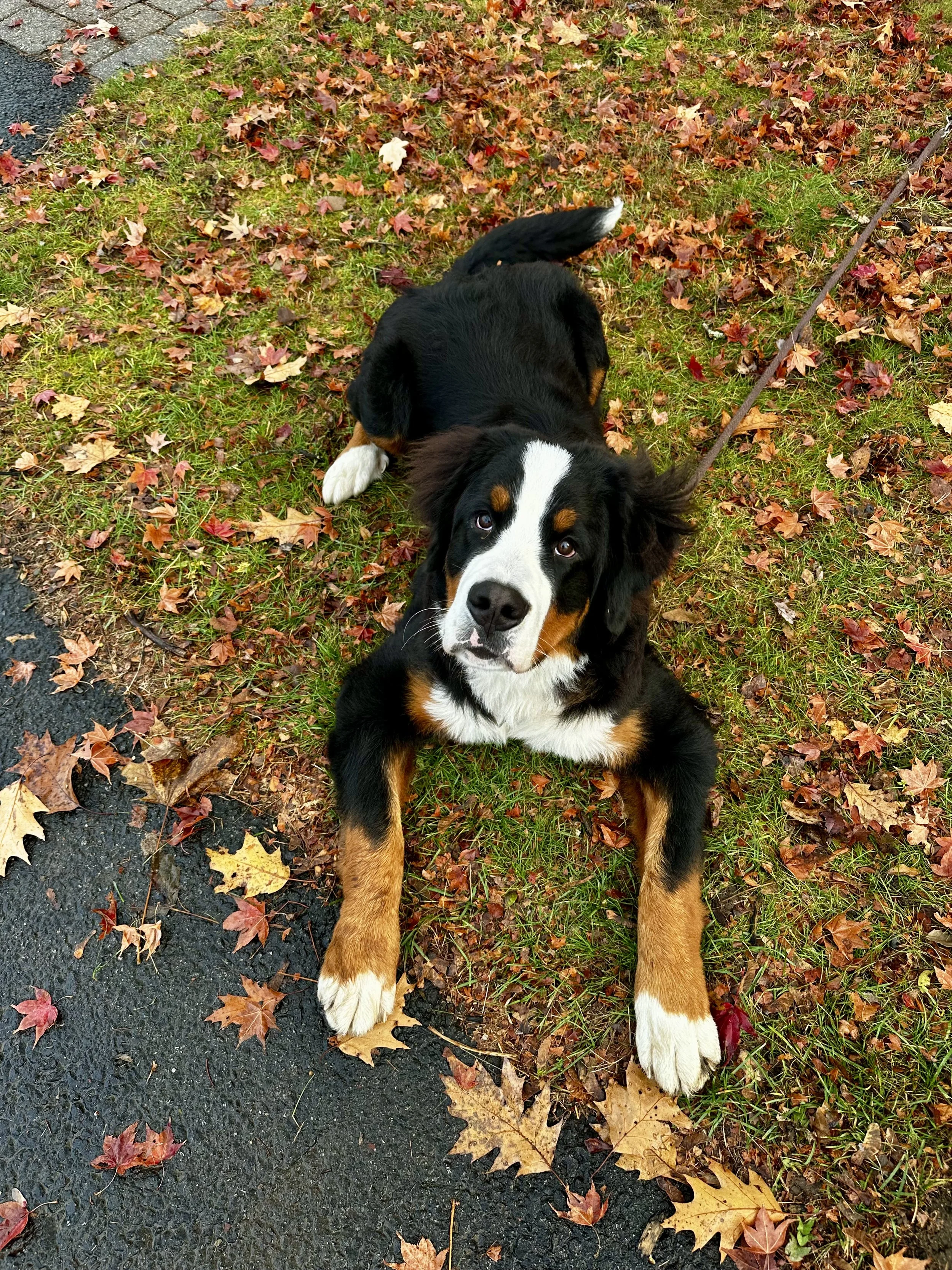 Down with dogs petcare customer a beautiful bernese mountain dog