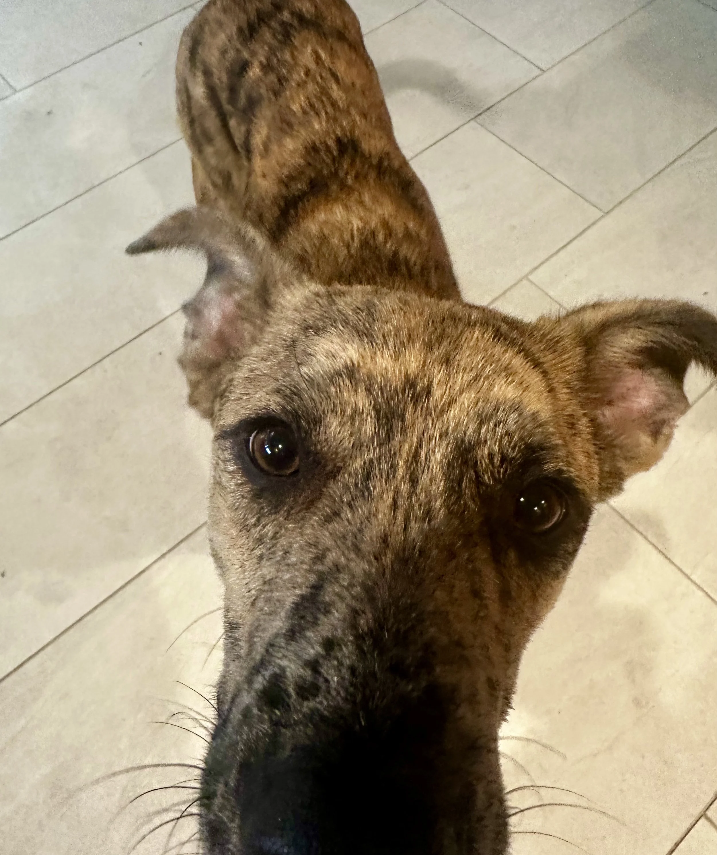 An up close photo of a mixed breed brindle dogs nose which is black and has whiskers. Next to the heading In-home visits and boarding for ALL pets in Weymouth, MA.