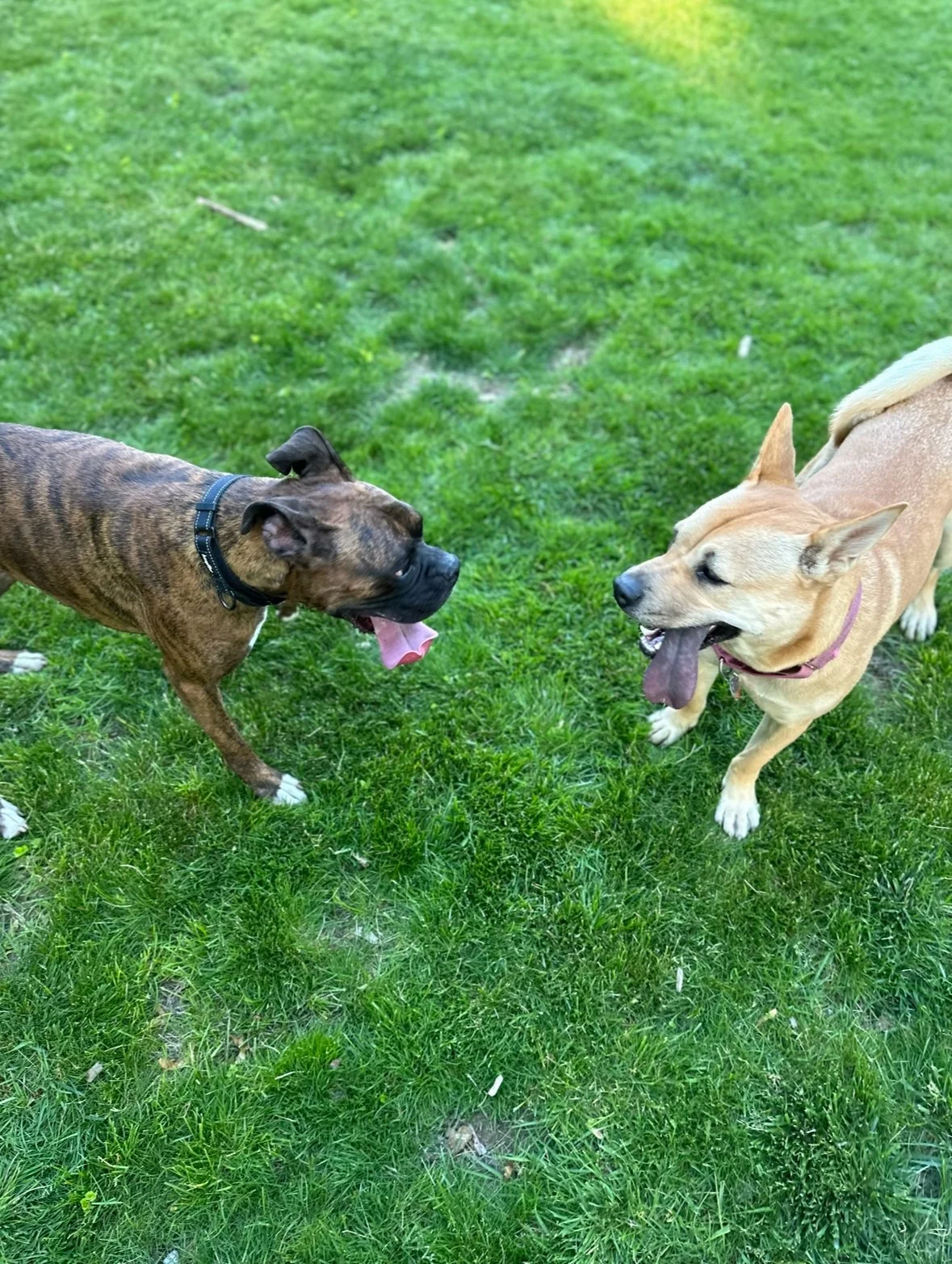 A photo of a mixed breed tan dog with purple tongue and a brindle boxer playing happily for Down with dogs pet care in Weymouth, MA