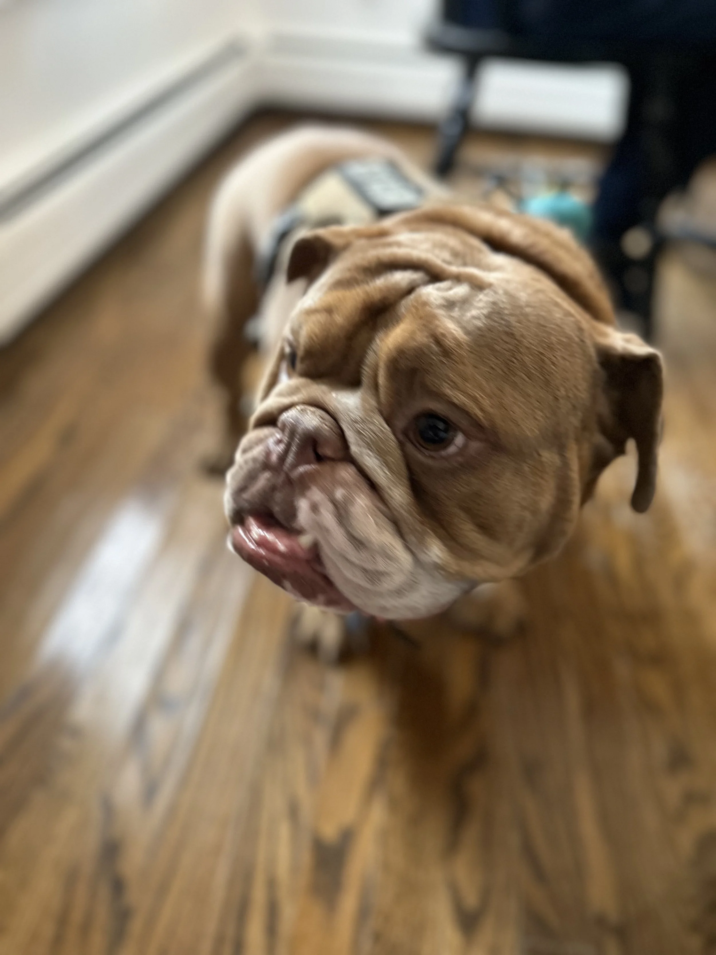An image of a cute bulldog with brown and white features for down with dogs petcare in Weymouth MA