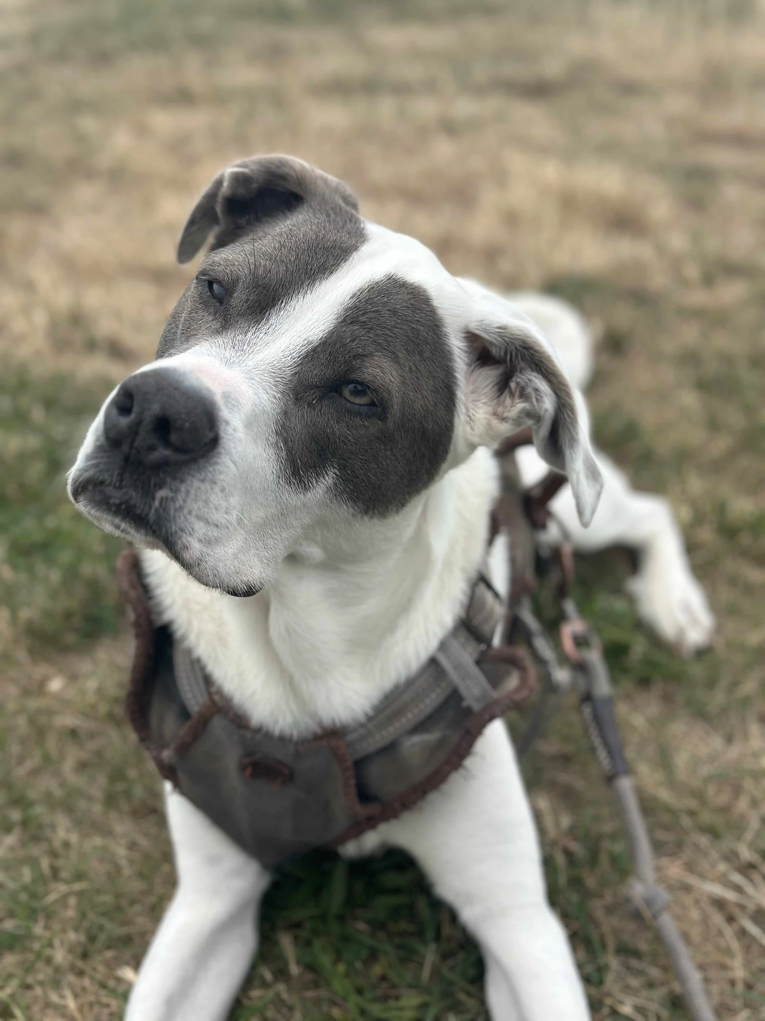 A large mixed breed dog with white and grey spots looking cute and cuddly in his harness