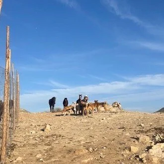 Group of people and dogs on a dirt hill under a blue sky, with a wooden fence on the left.