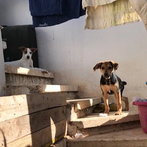 Two dogs on a set of outdoor steps; one laying at the top, the other standing midway down.