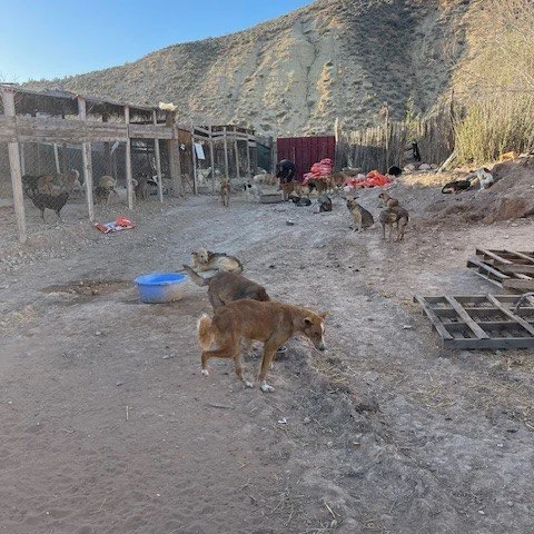 Several dogs in a dirt outdoor area with makeshift shelters and a mountain in the background.