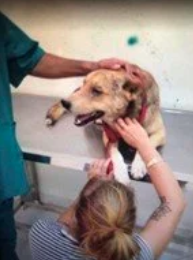 This poor boy arrived with severe skin and eye injuries. Thankfully, once he was seen by a vet and started on the right medication, he began to heal and show signs of improvement. His recovery is a testament to the power of proper care and compassion
