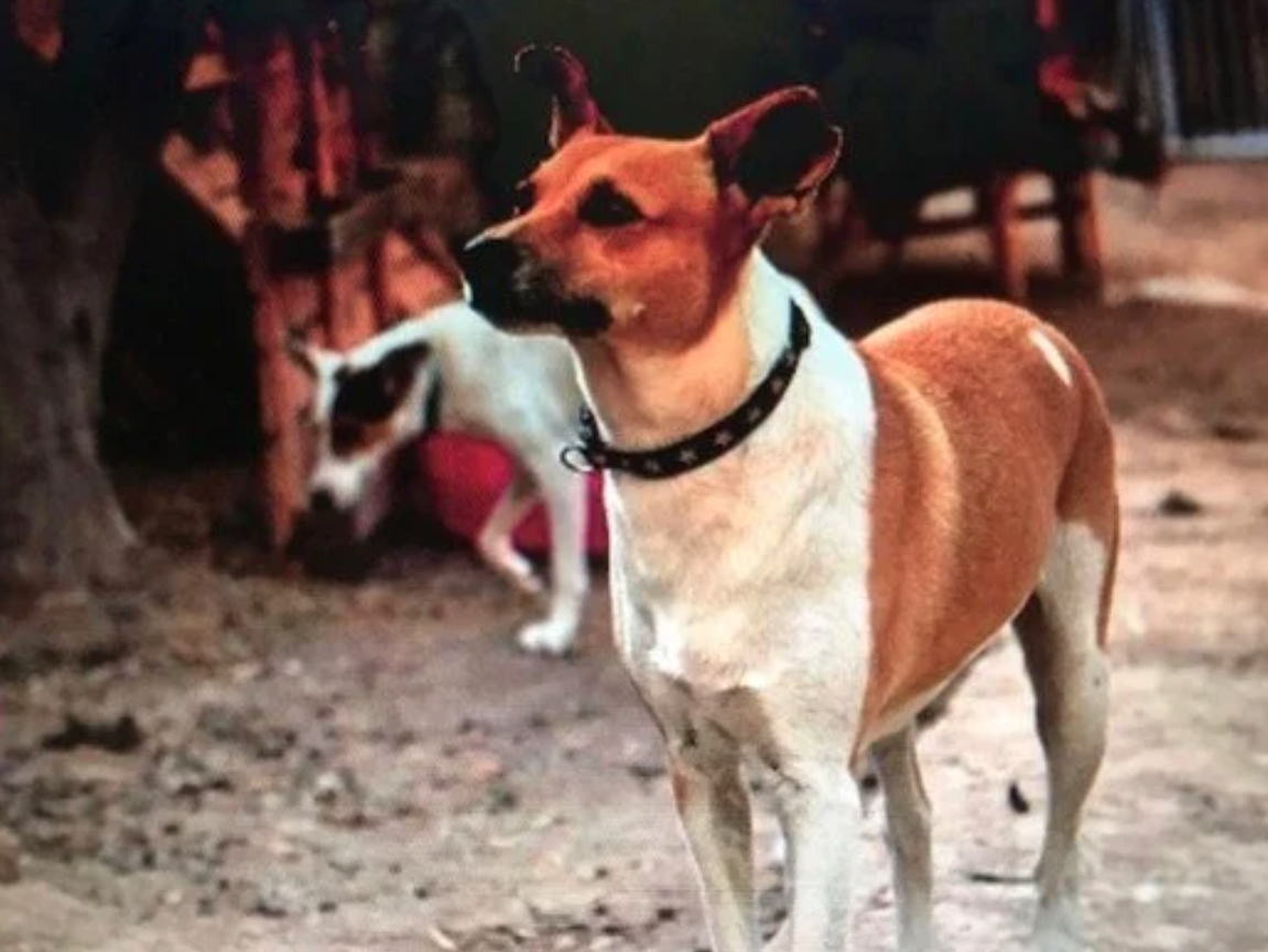 Meet Button — a brave little soul who suffered serious injuries.
Thanks to a successful operation and a lot of love during his recovery, he’s now thriving and doing incredibly well. His resilience is truly inspiring!