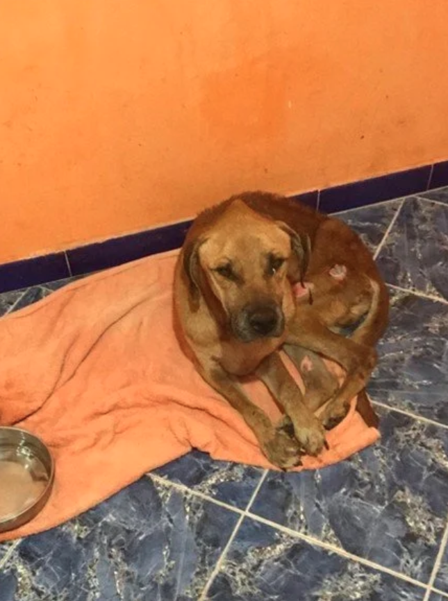 This is Bombay, he was found trapped on a construction site, having lost a significant amount of muscle. Despite the best efforts and care, his injuries were too severe, and sadly, he didn’t make it. His story is a poignant reminder of the urgent nee