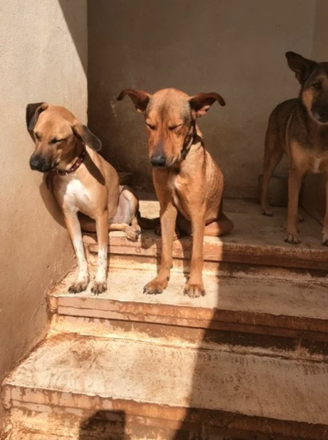 These sweet boys currently live on the stairwell, as there simply isn’t enough space for all 120 dogs. It’s a heartbreaking situation that highlights the urgent need for more resources and shelter space to give each of them the comfort and care they 