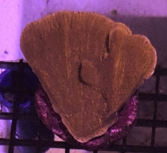 Orange Monticap